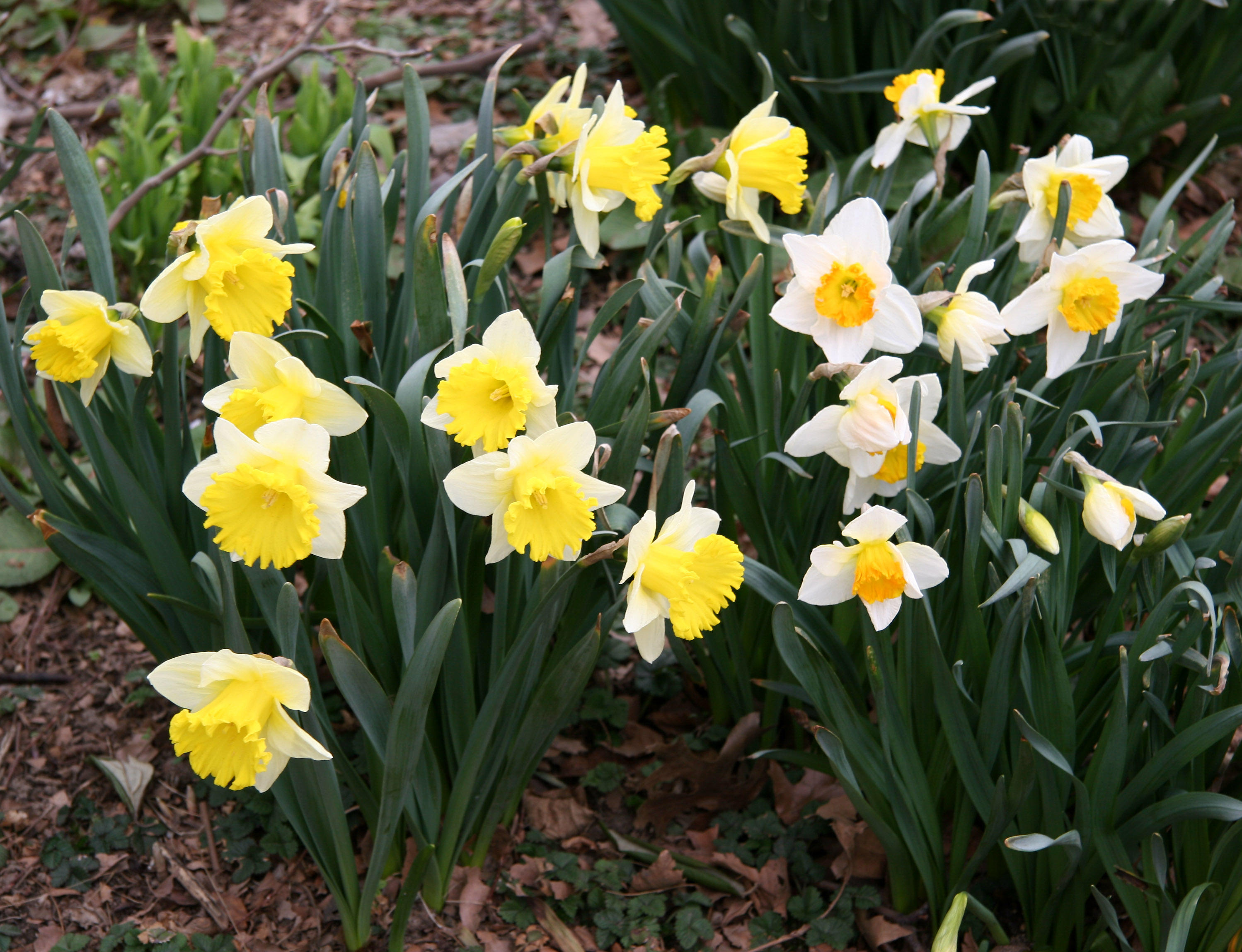 Daffodils