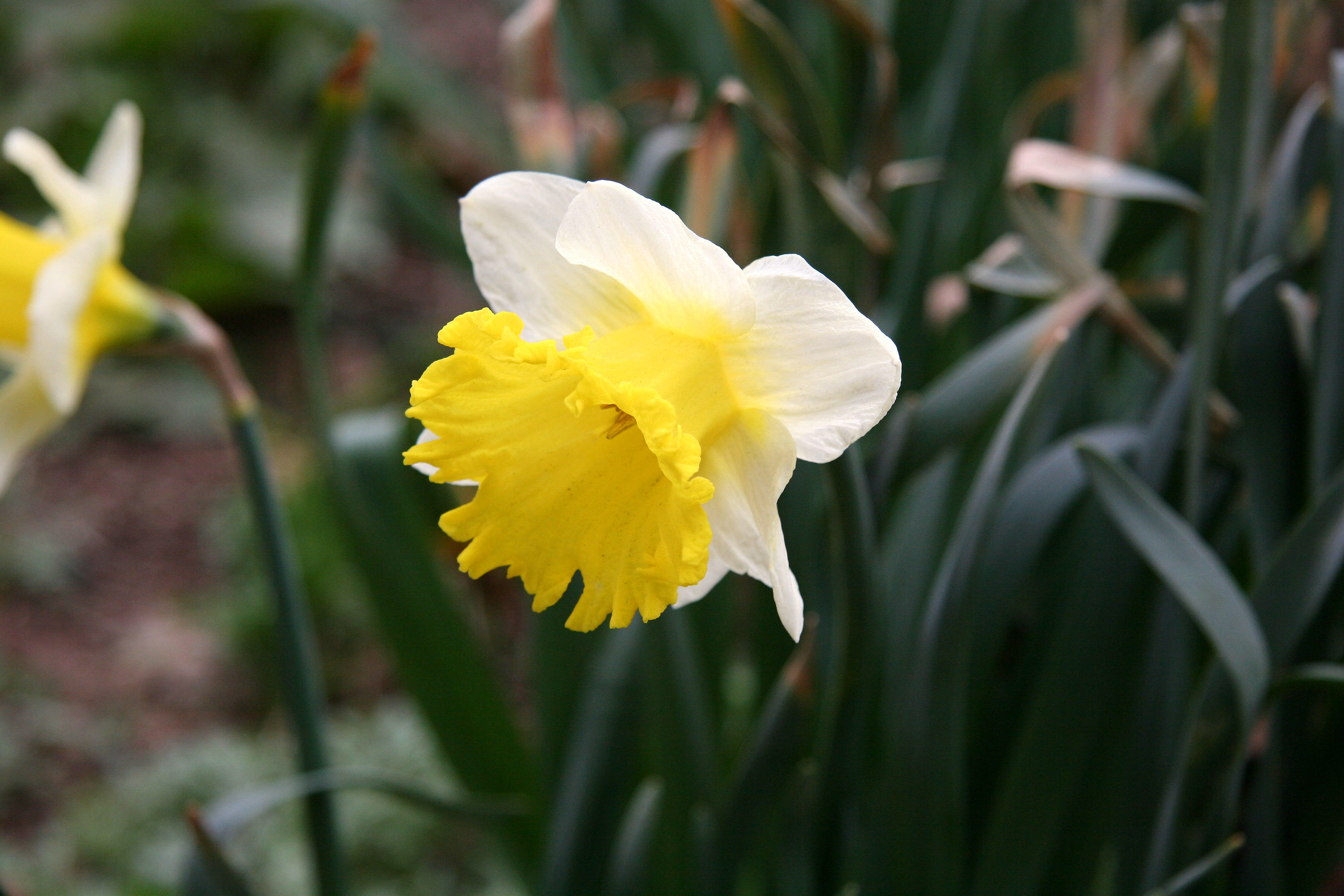 Daffodils