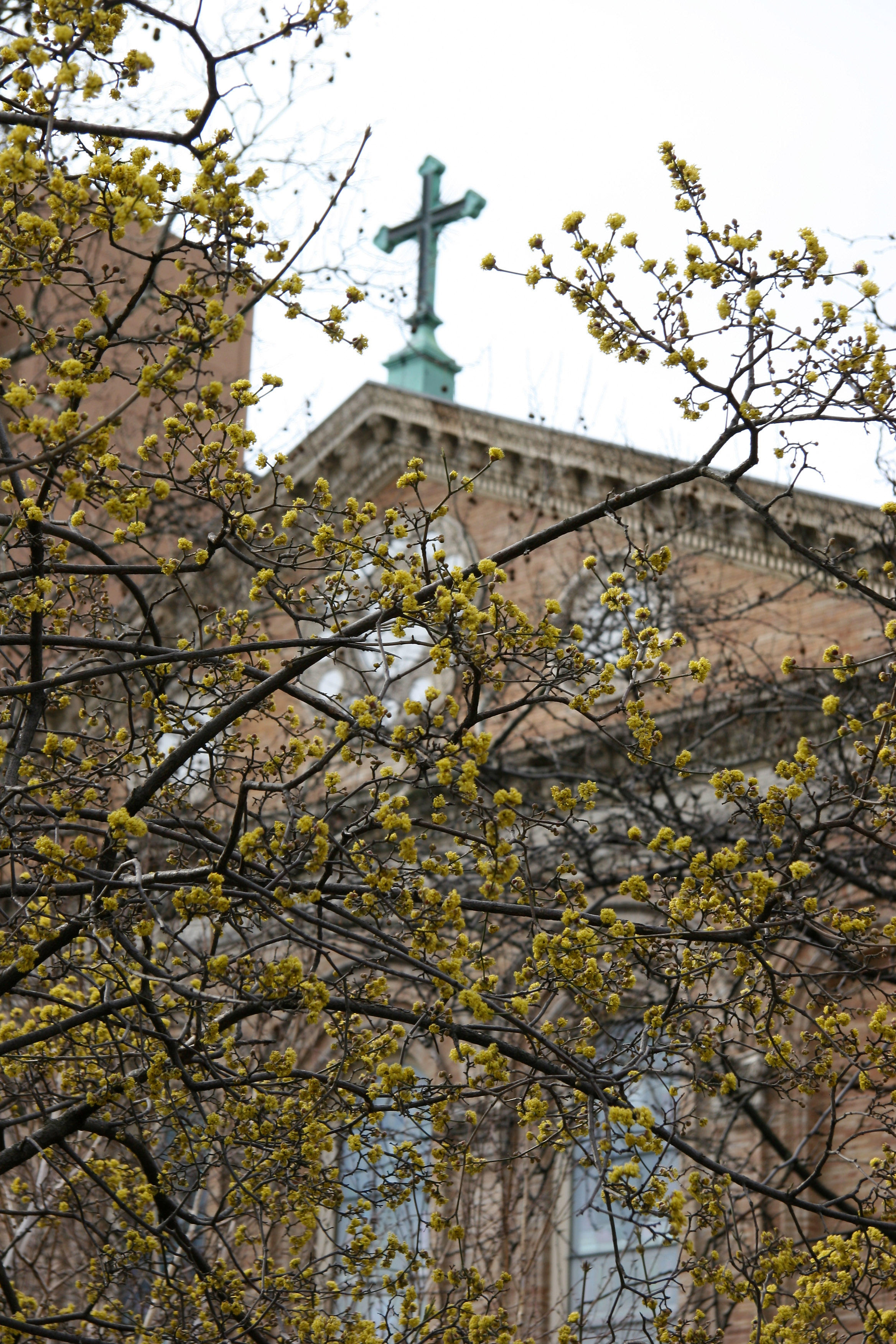 Judson Church & Cornus Cherry Dogwood Blossoms
