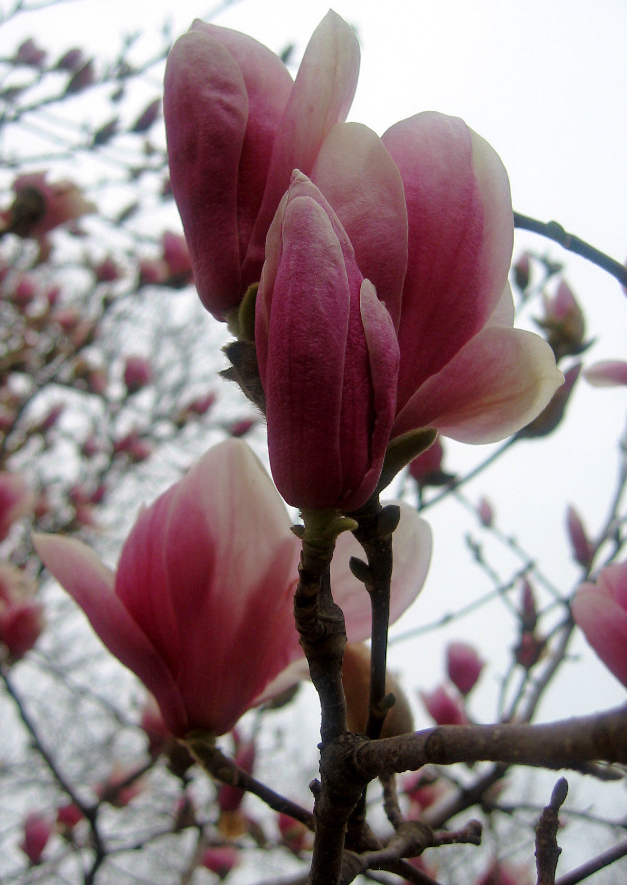 Magnolia Tulip Tree Blossoms