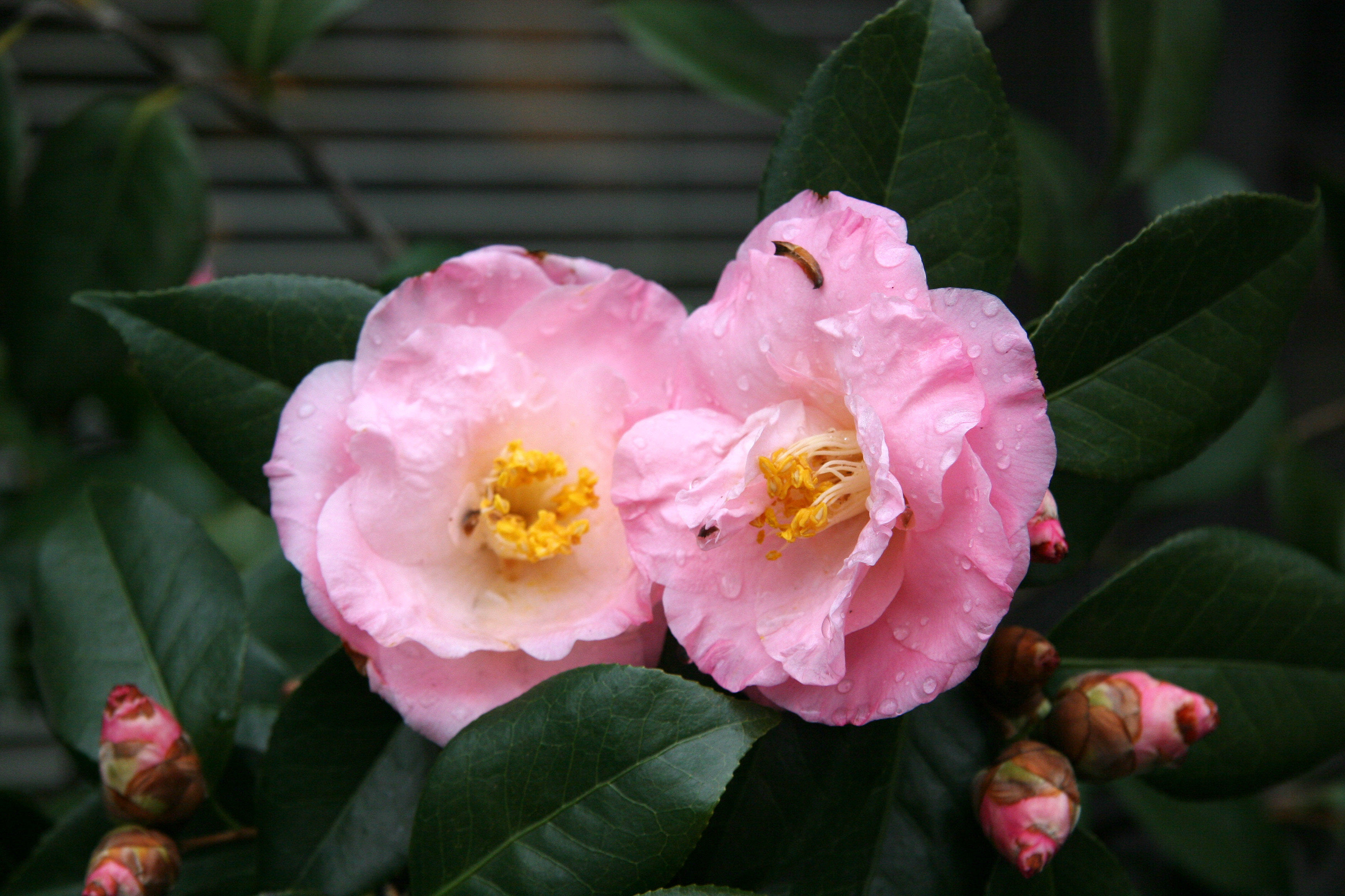 Camellia