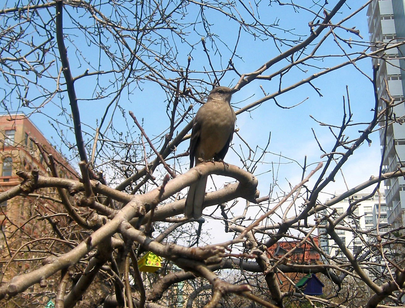 Mockingbird in an Apple Tree