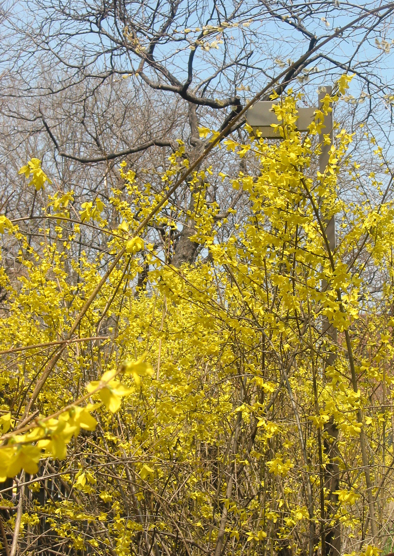 Forsythia and Locust Trees