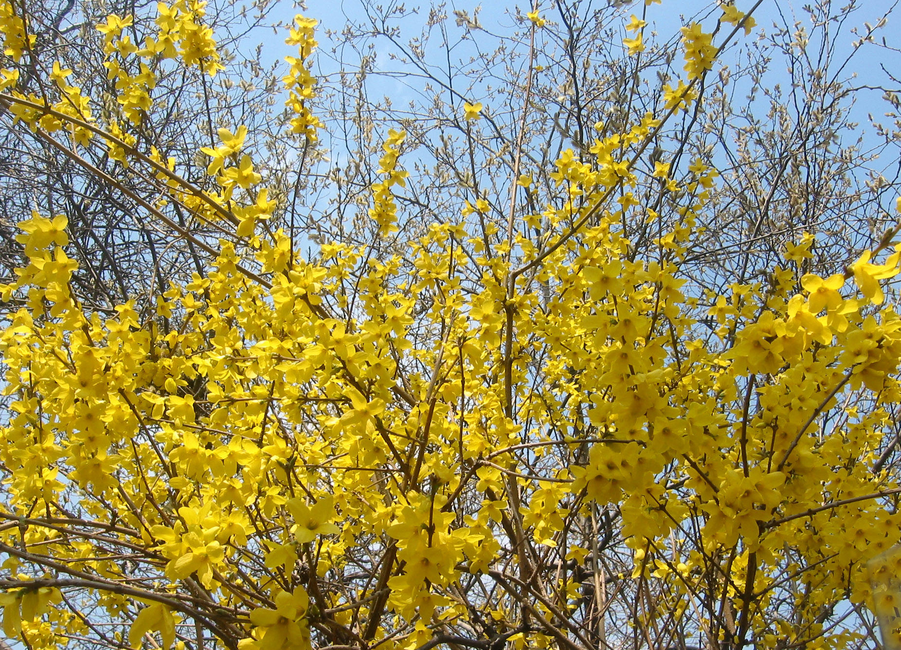 Forsythia
