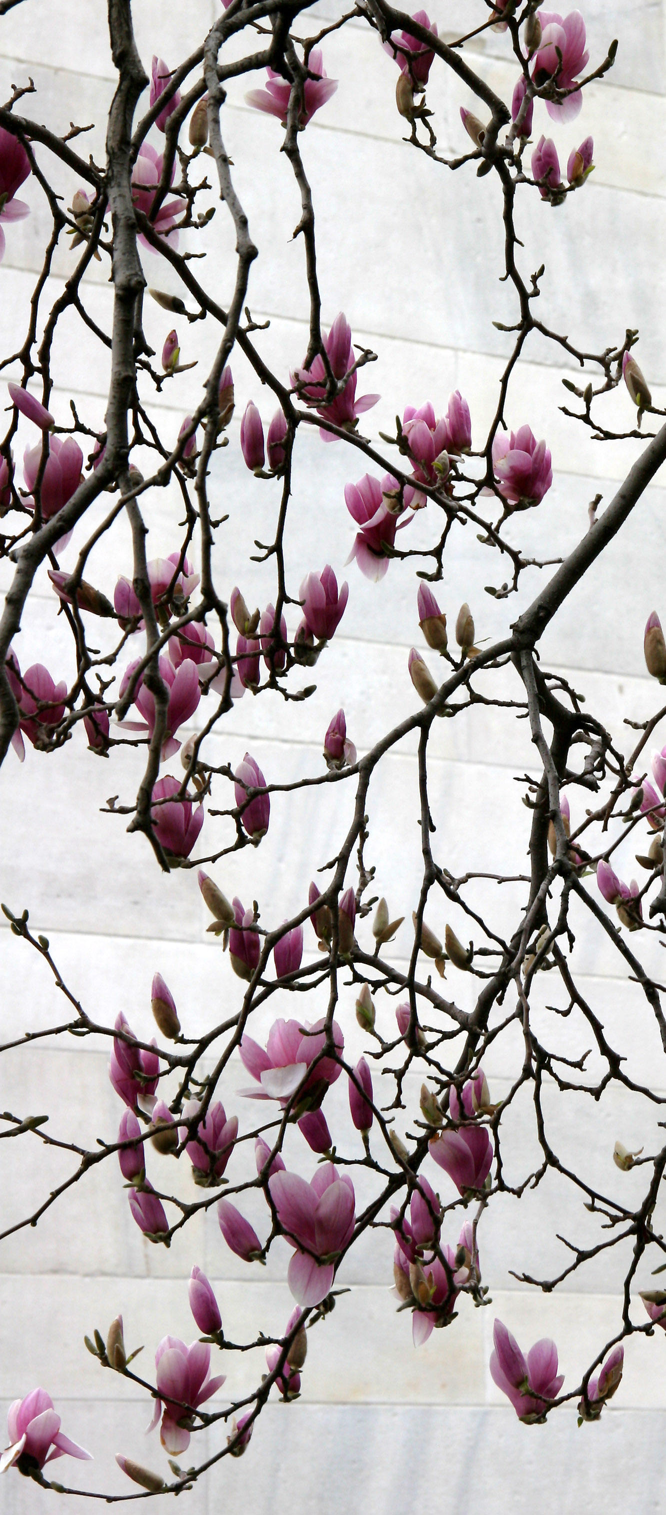Tulip Tree Magnolias
