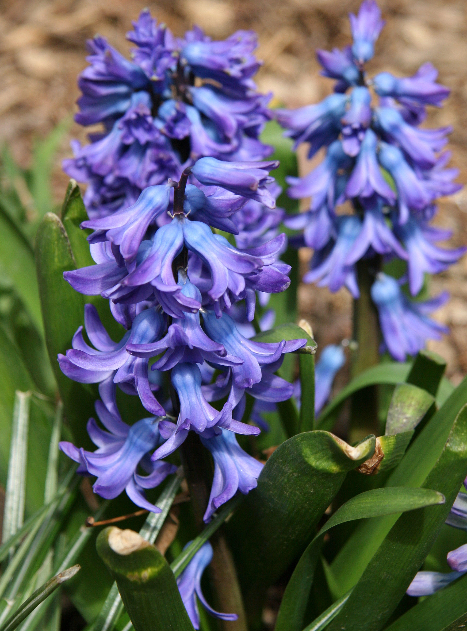 Hyacinths