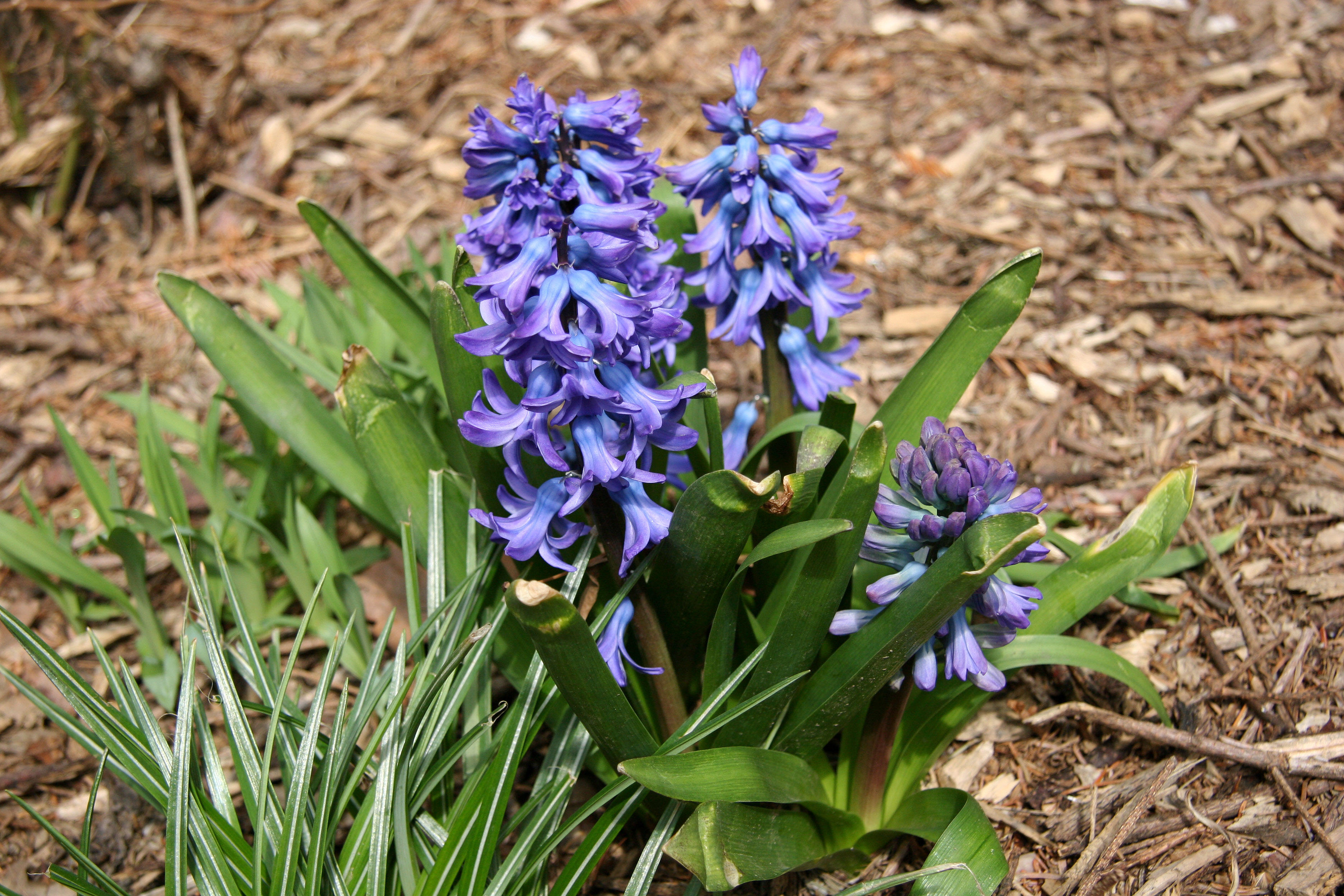 Hyacinths