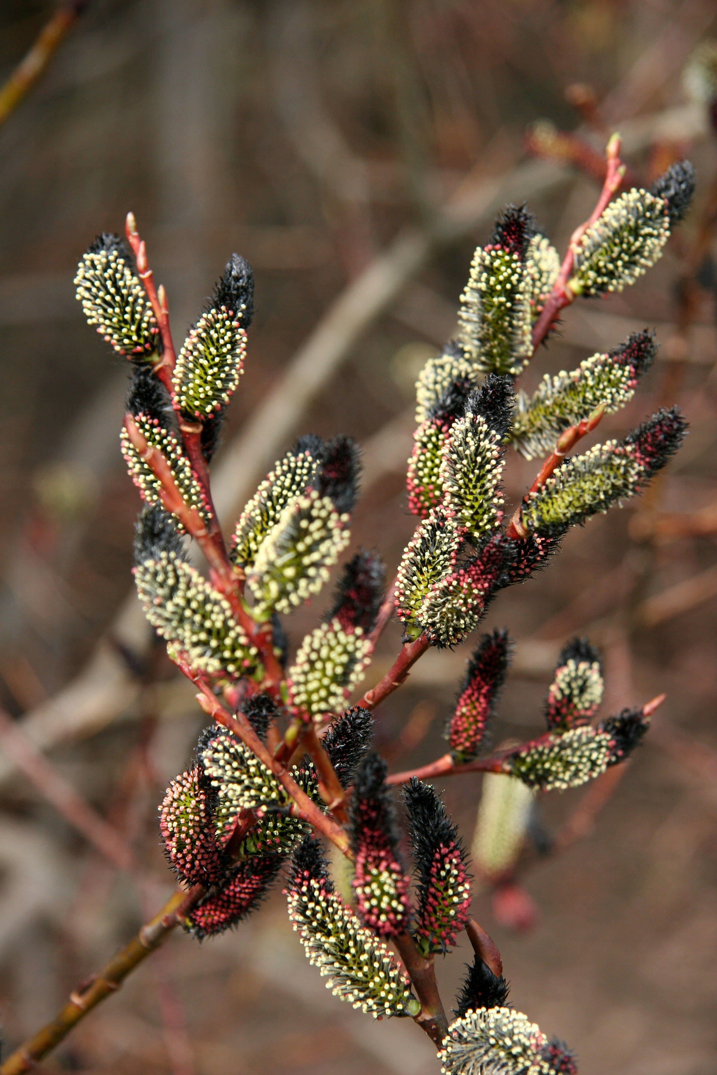 Pussy Willow Tree Buds after a Frost