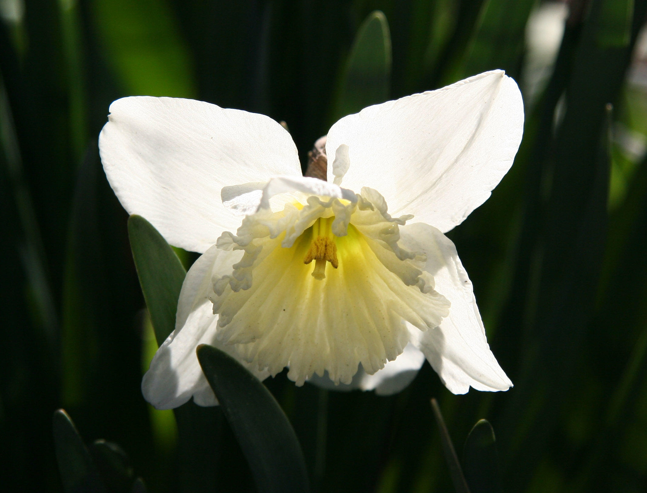Daffodil