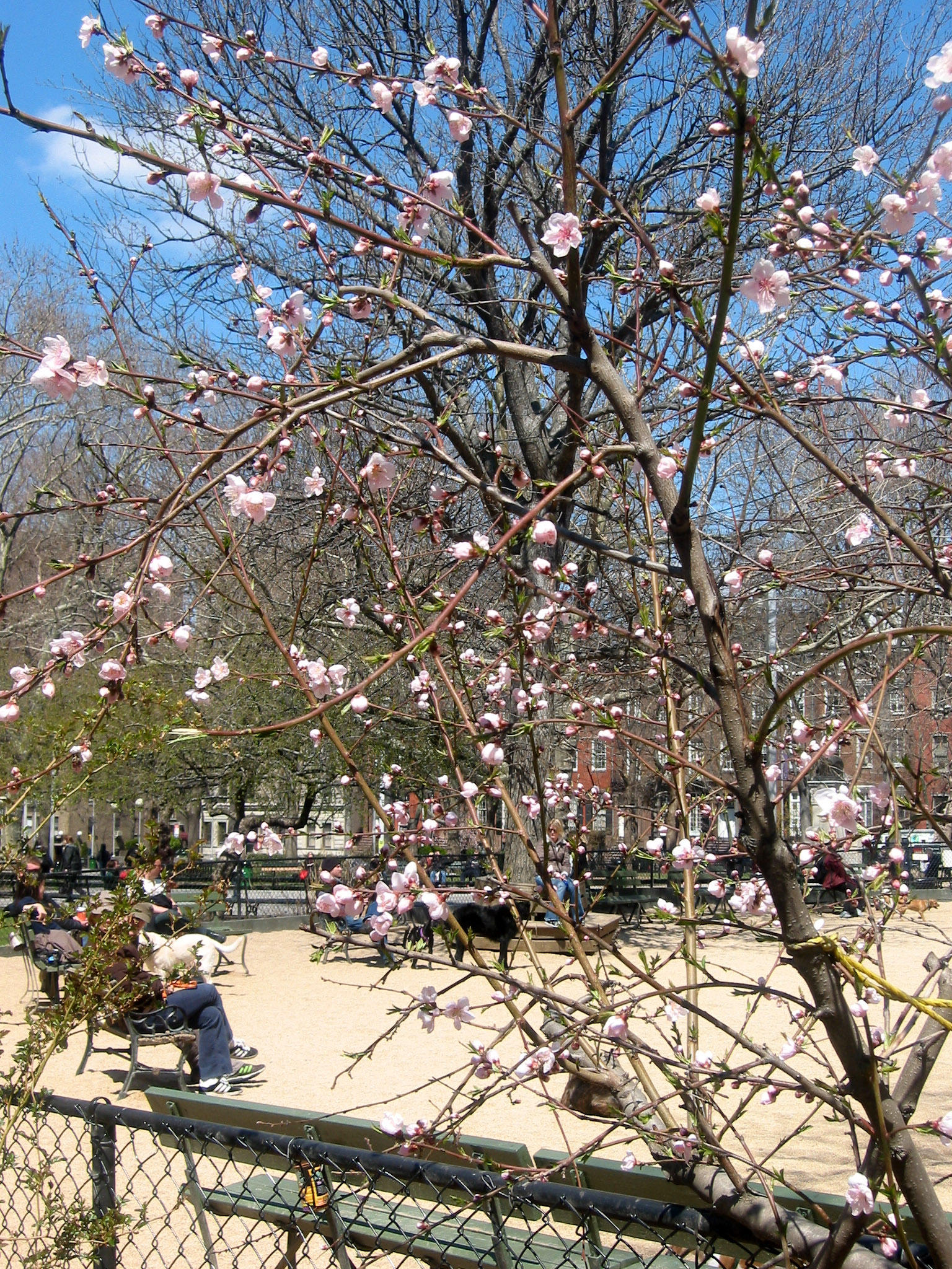 Plum Tree by the Dog Run