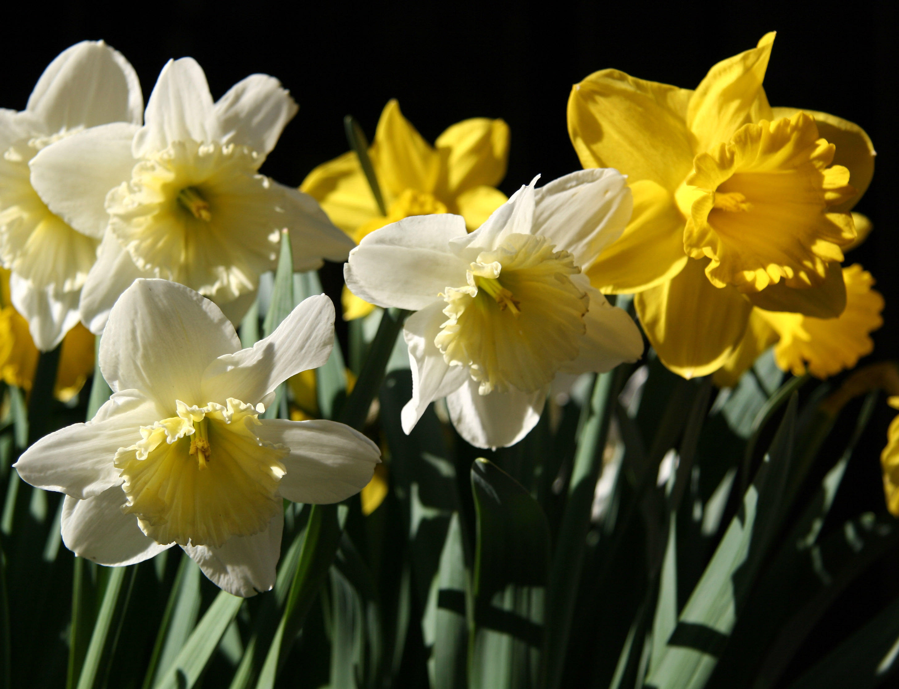 Daffodils