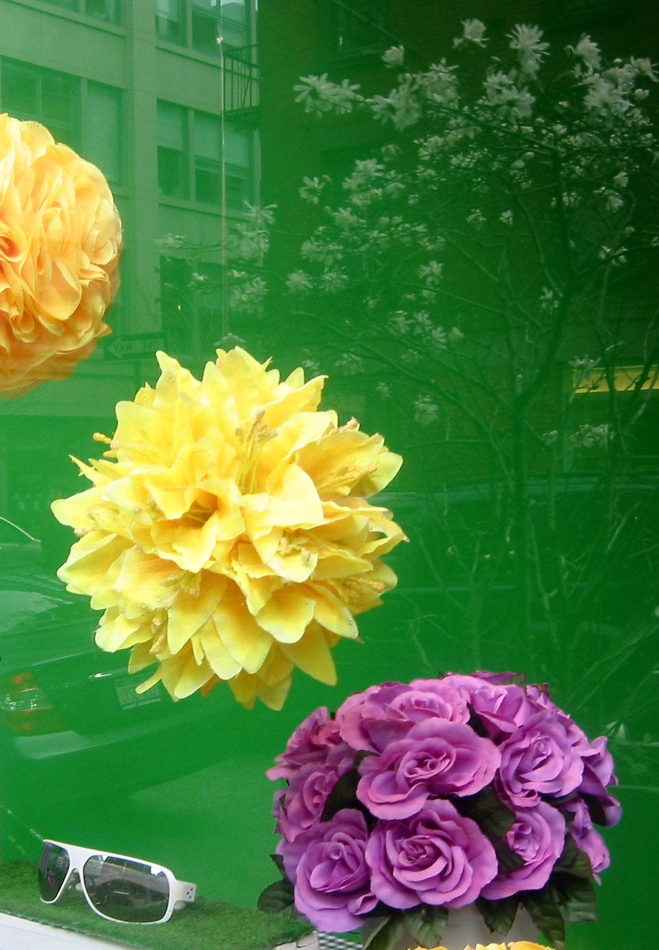 MyOptics Store Window with Magnolia Tree Reflection