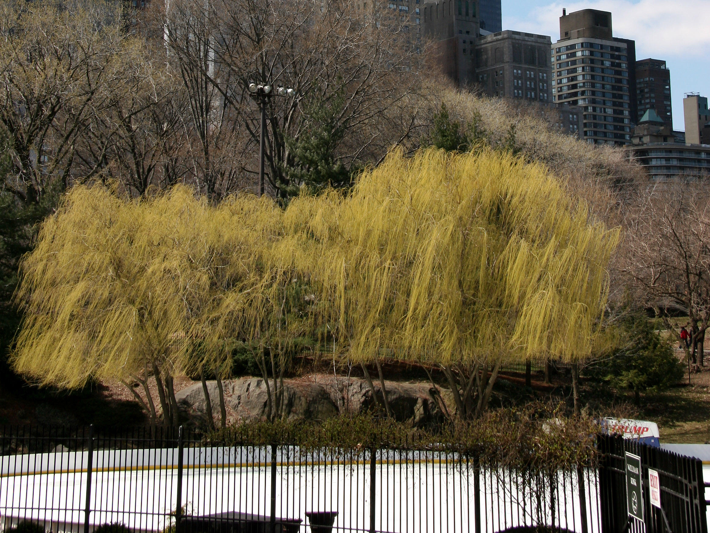 Willow Trees - Wollman Skating Rink