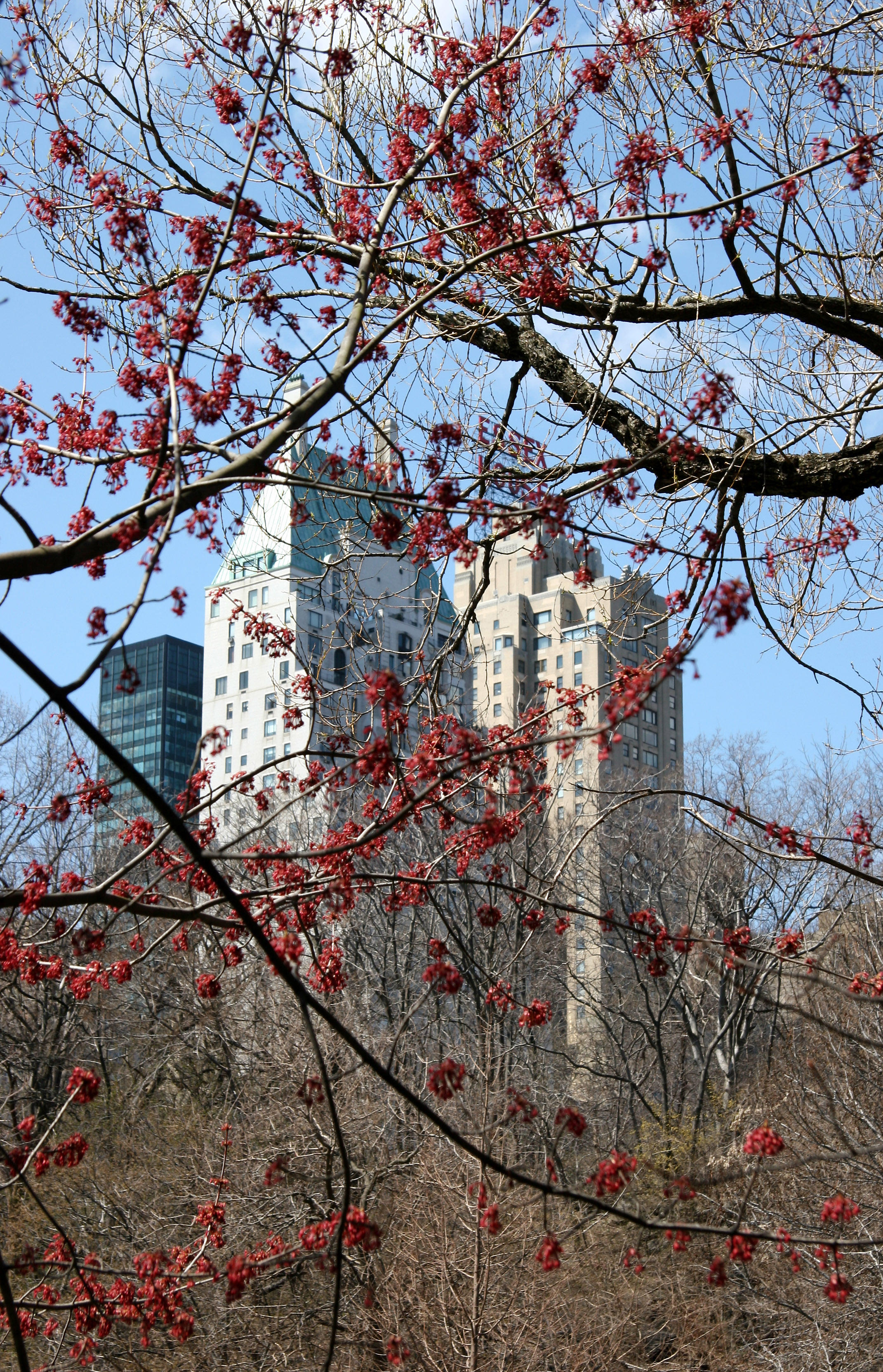 Maple Tree Foliage - Central Park South Horizon