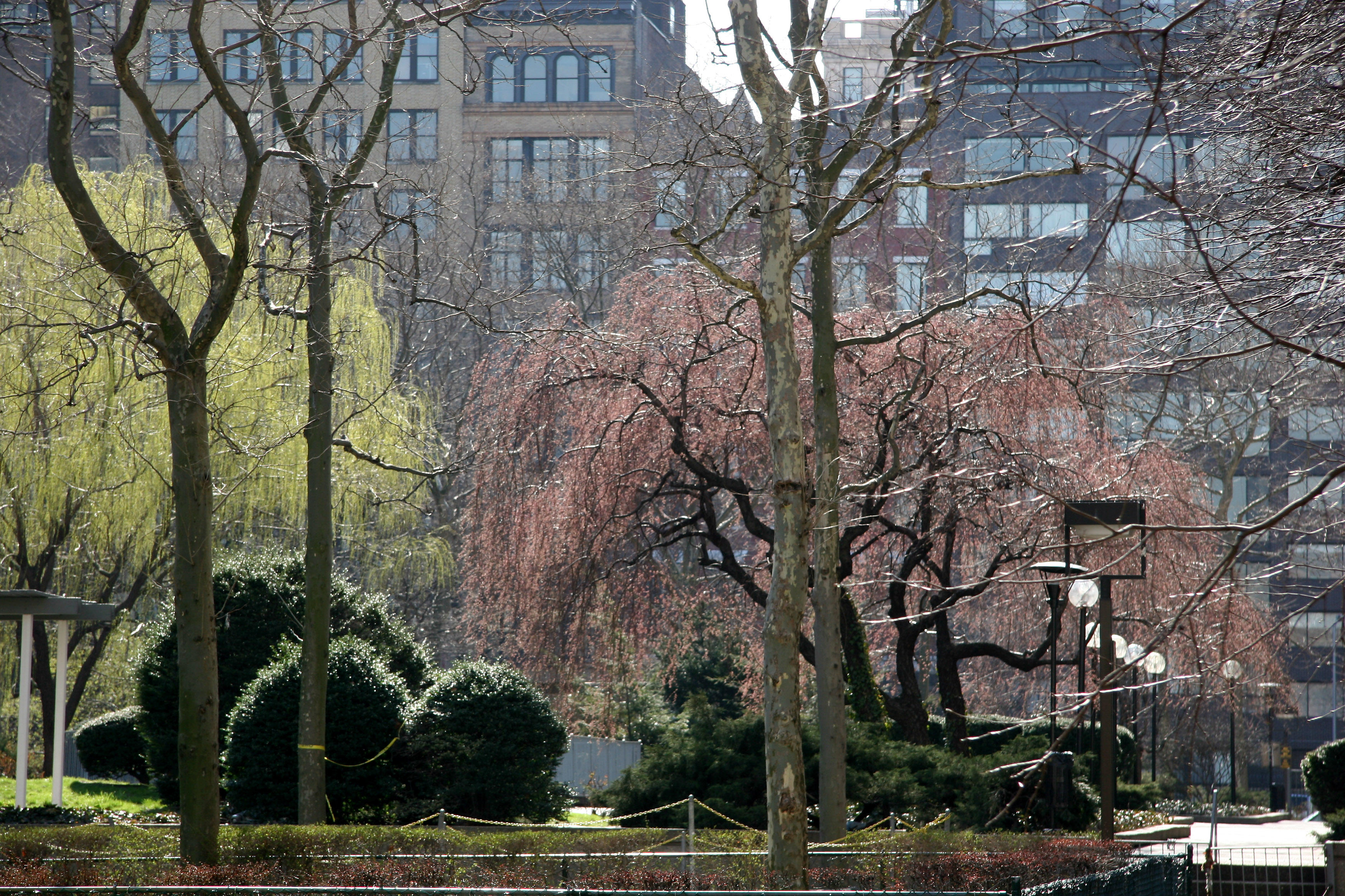Cherry & Willow Trees