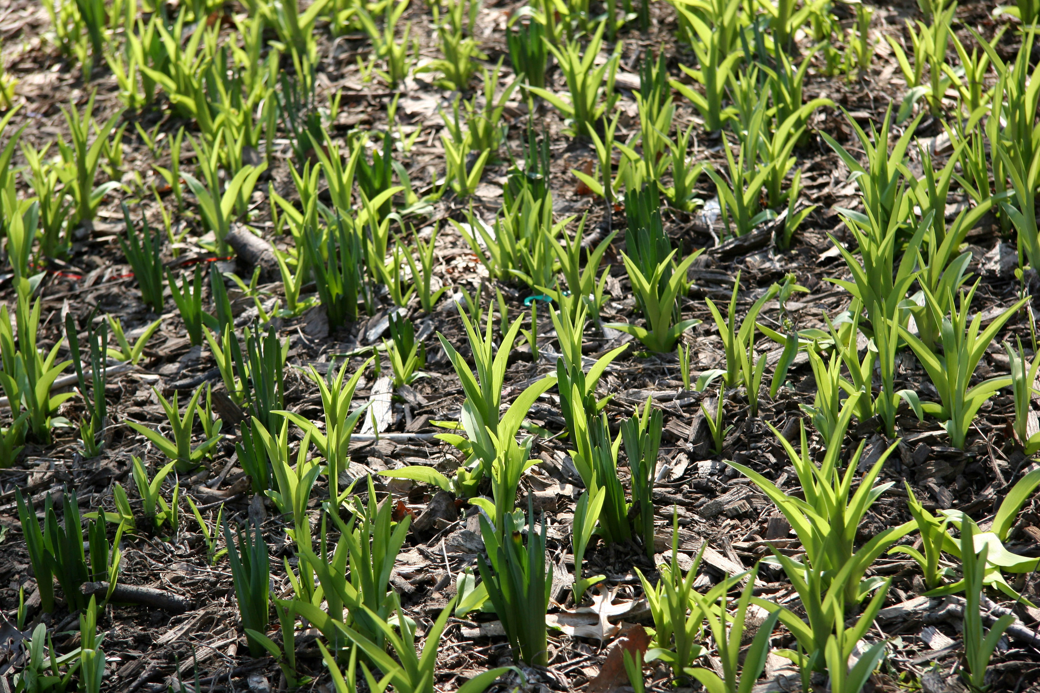 Day Lily Garden