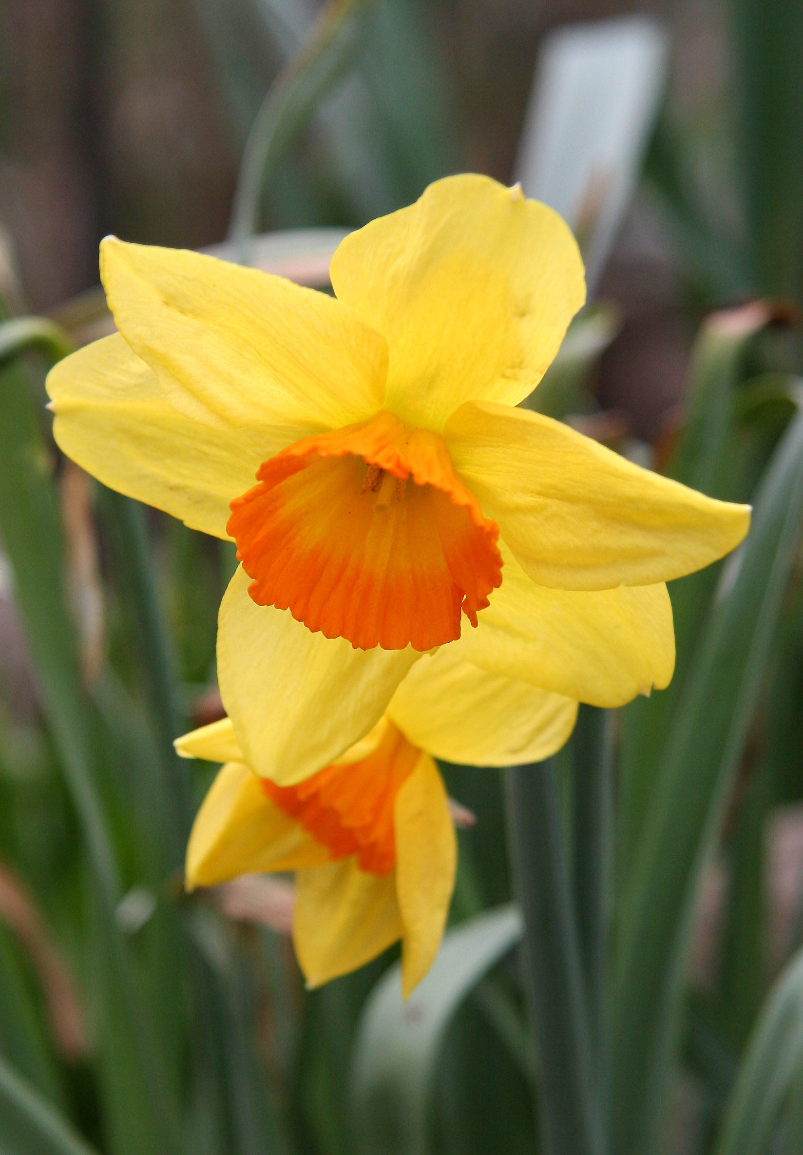 Daffodils