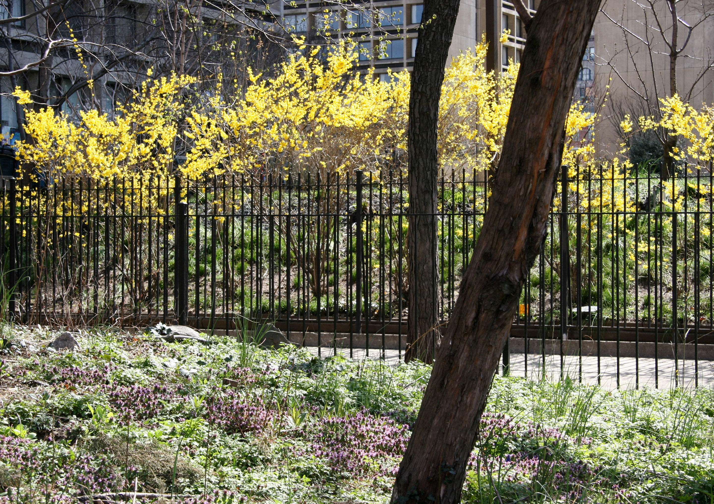 Forsythia in 505 LaGuardia Place Garden & Lamium in the Time Landscape Garden