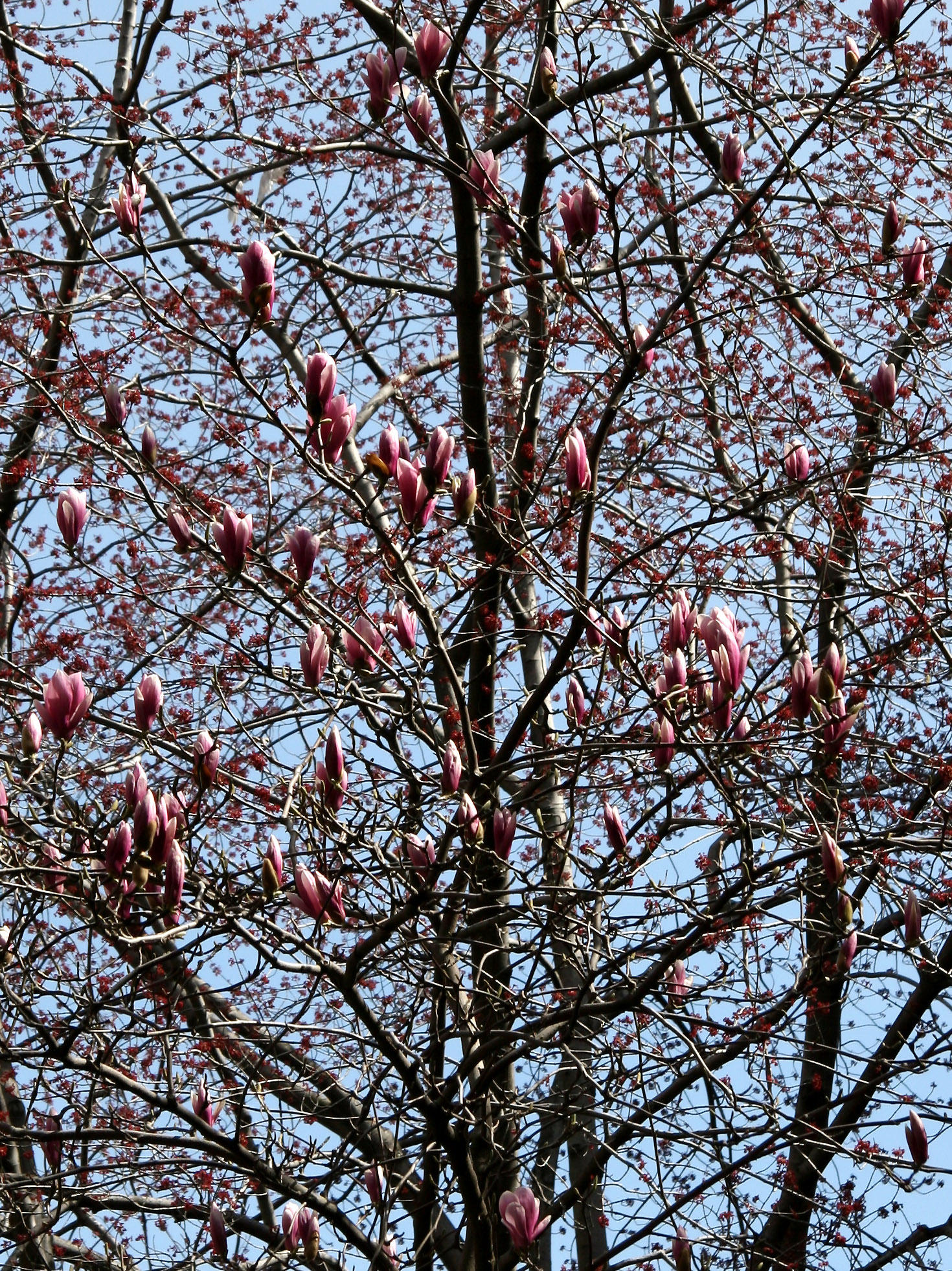 Magnolia& Maple Tree at NYU Law School Vanderbilt Hall