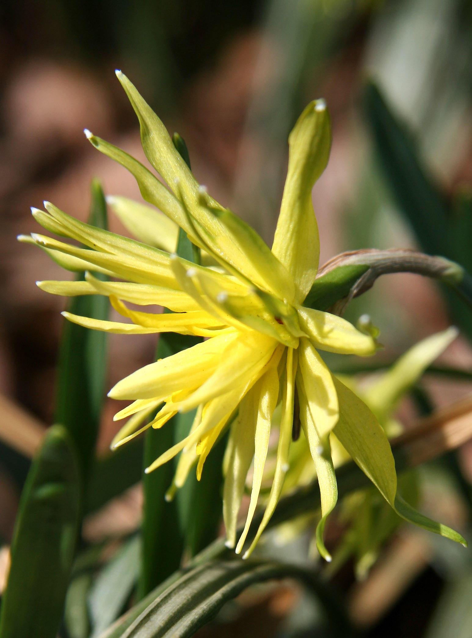 Daffodil Blossom