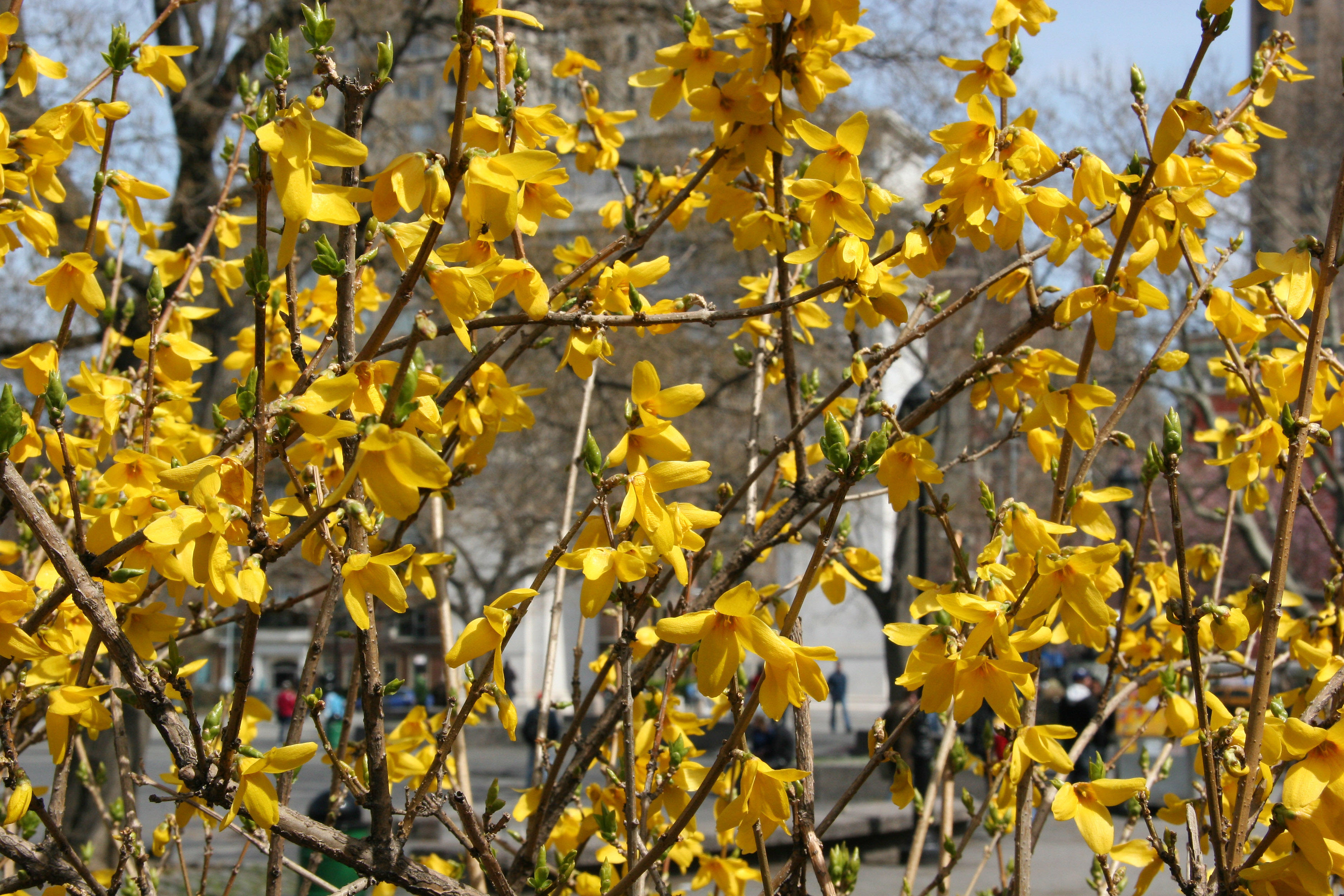 Forsythia Curtain for the Arch