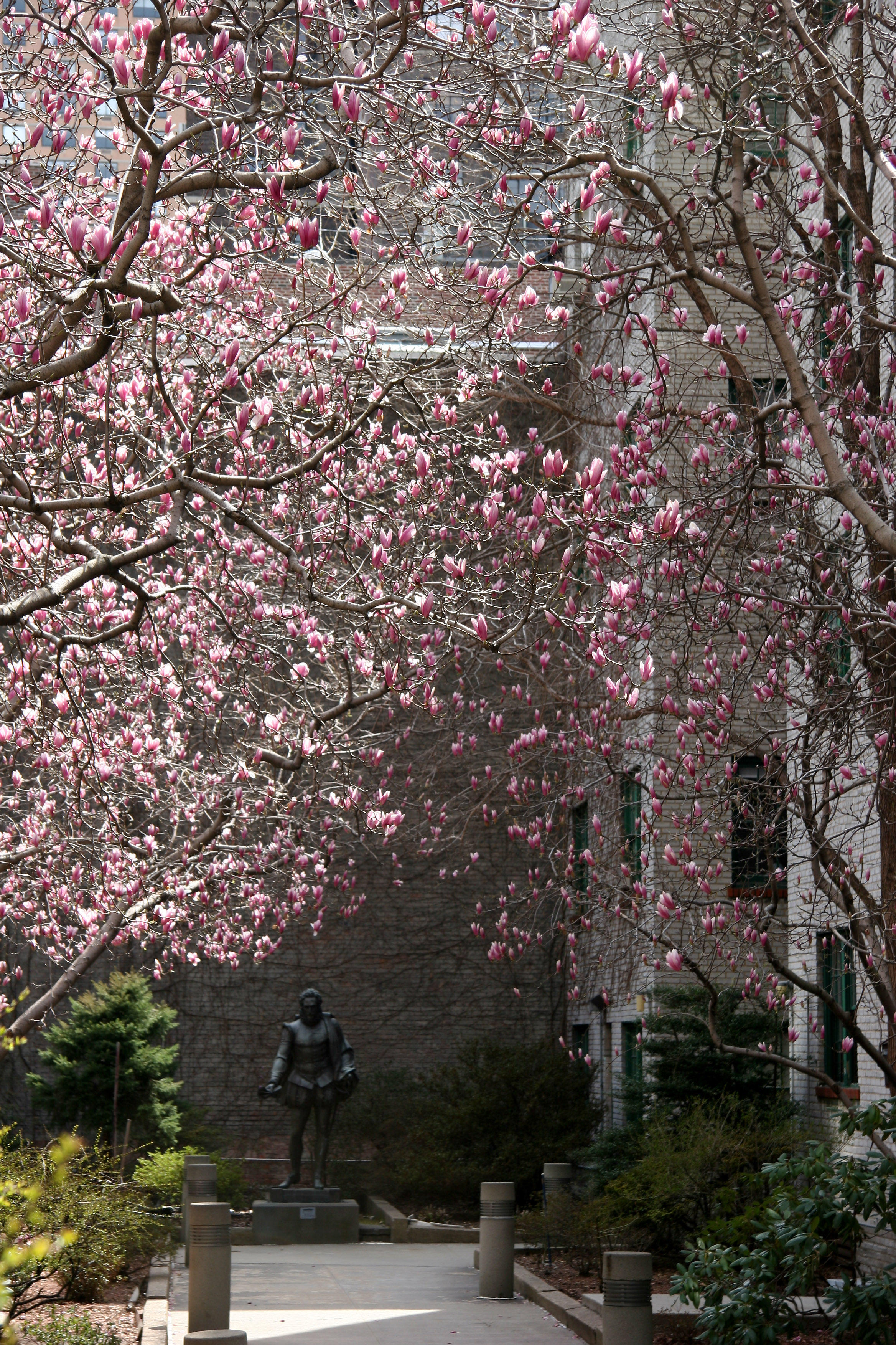 Magnolias in Cervantes Courtyard