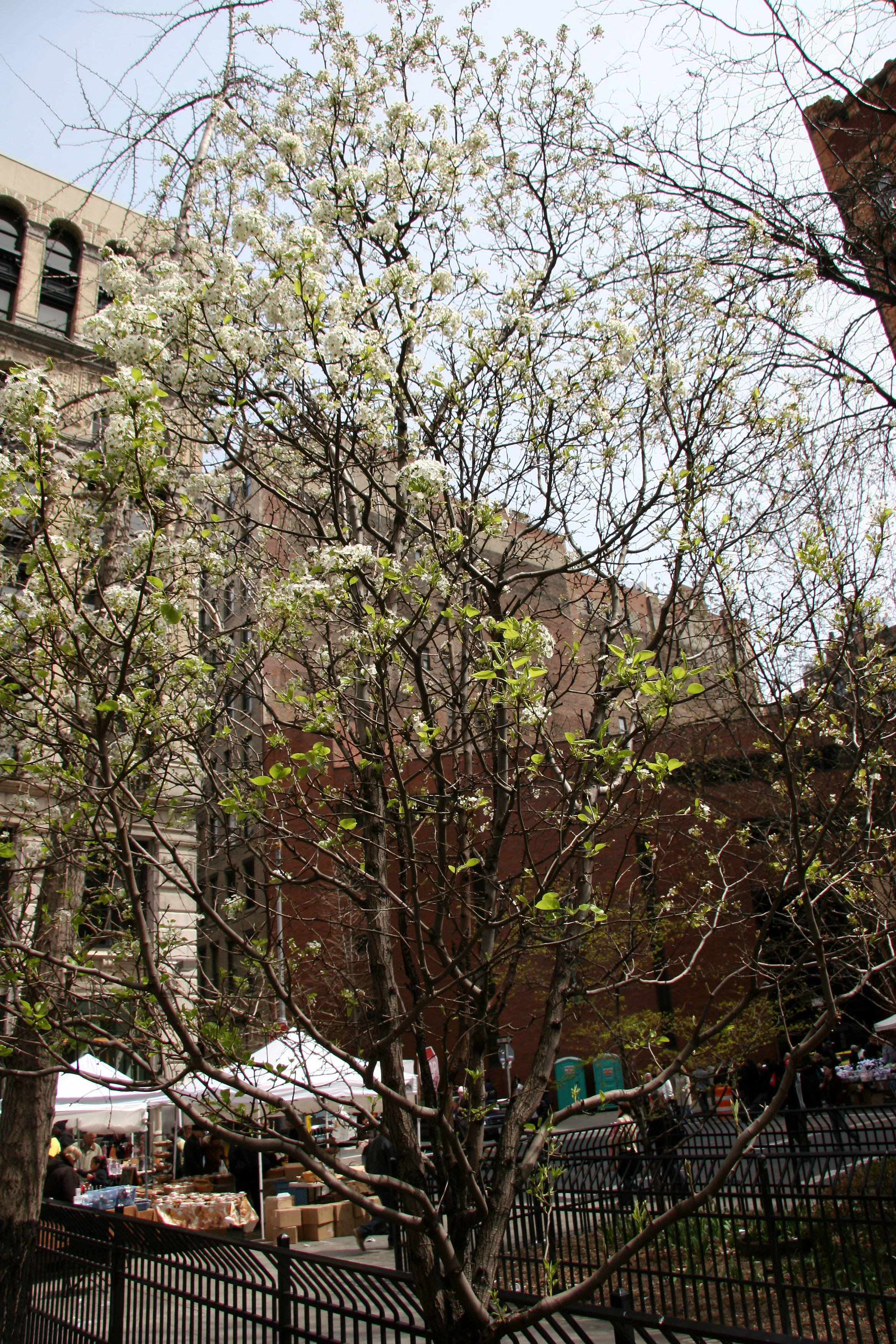 Bradford Pear Tree in Bloom