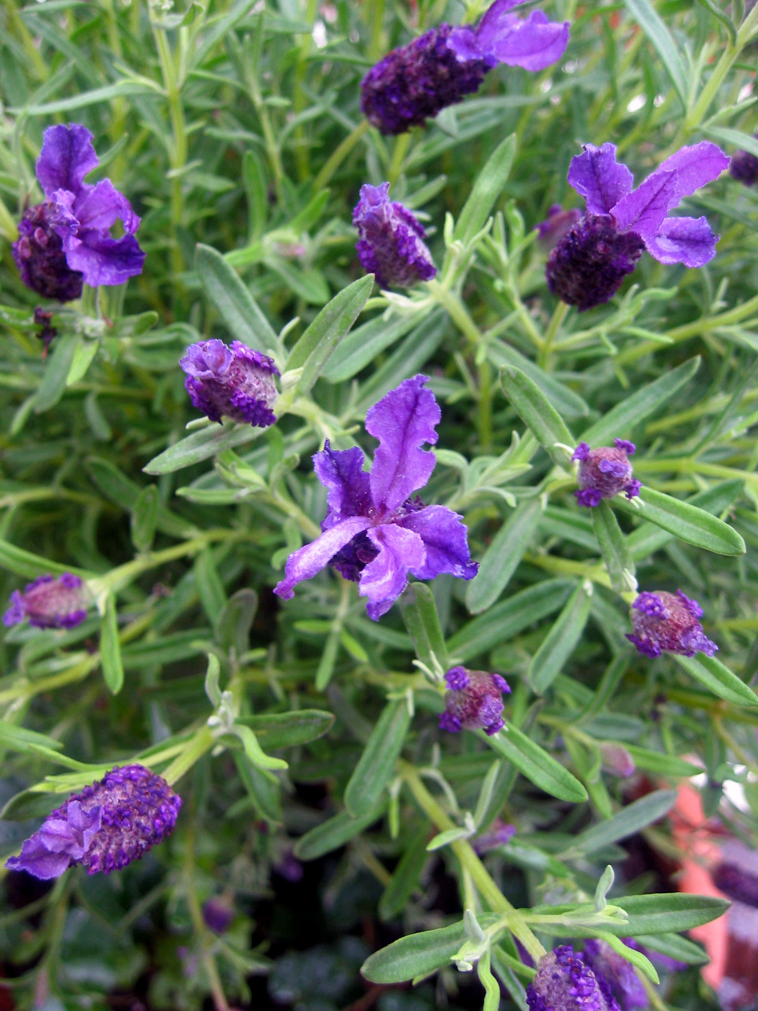 Lavender Flower Buds from Karens Restaurant Patio