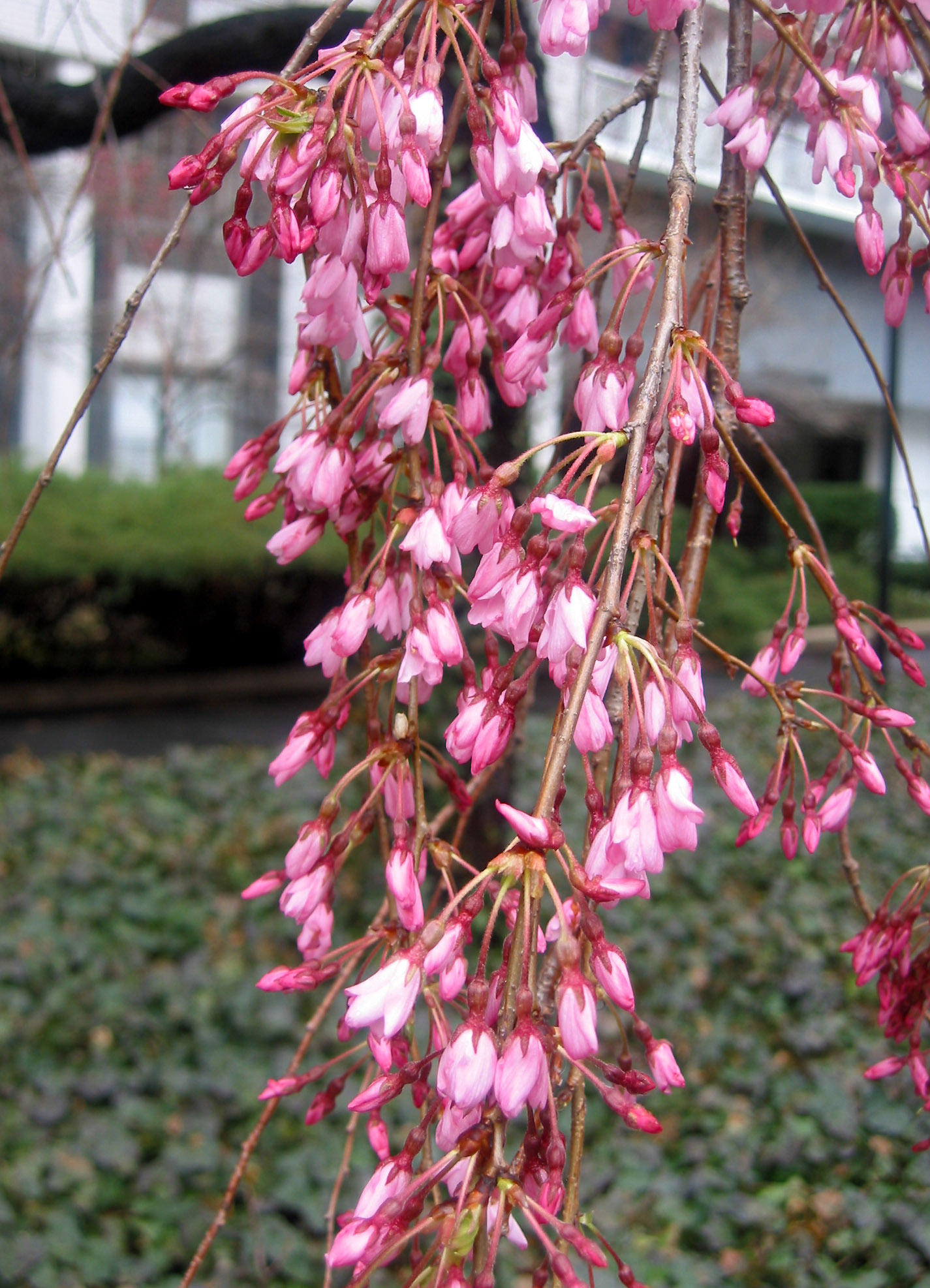 Cherry Trees -  New Blossoms