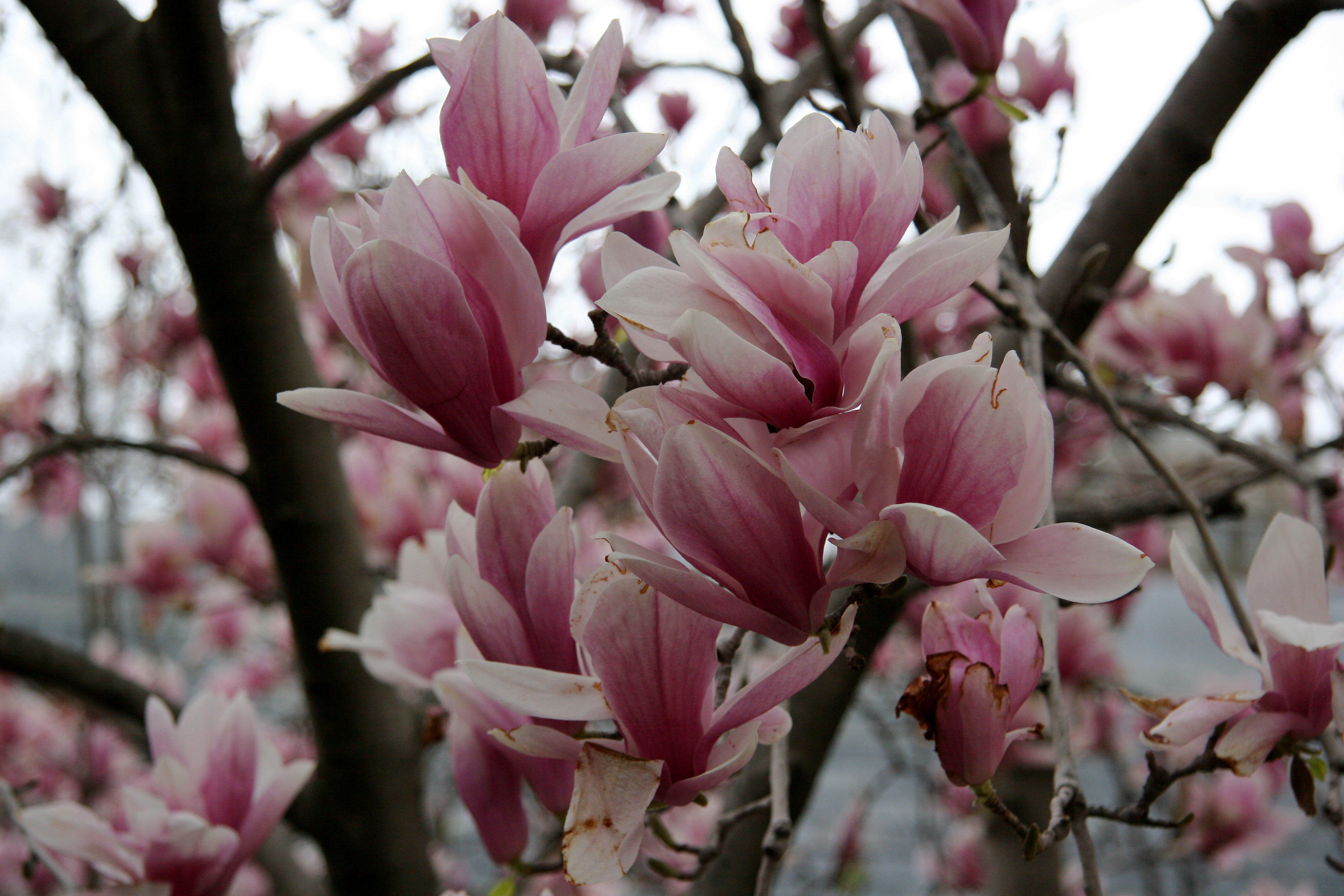 Magnolias