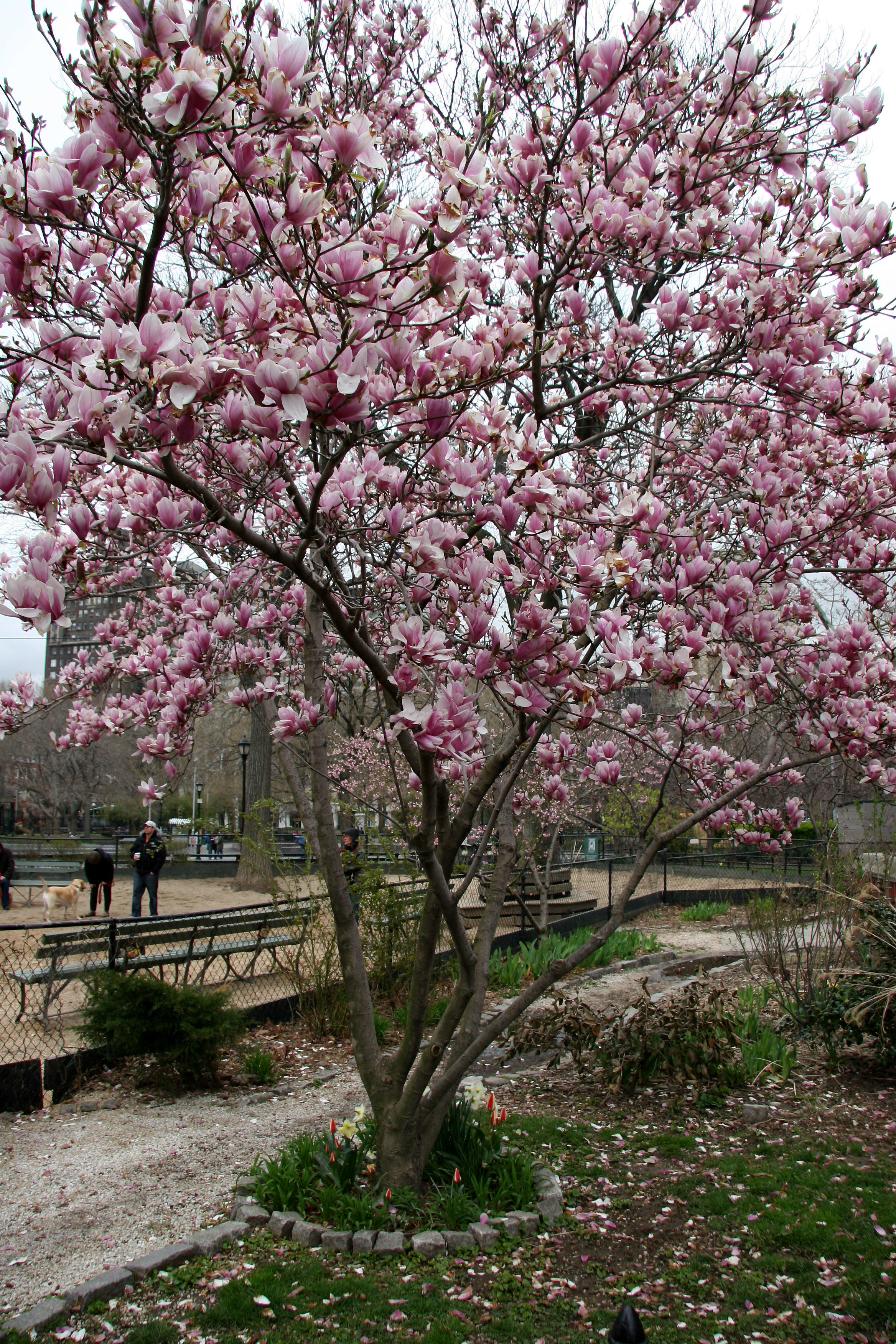 Magnolia