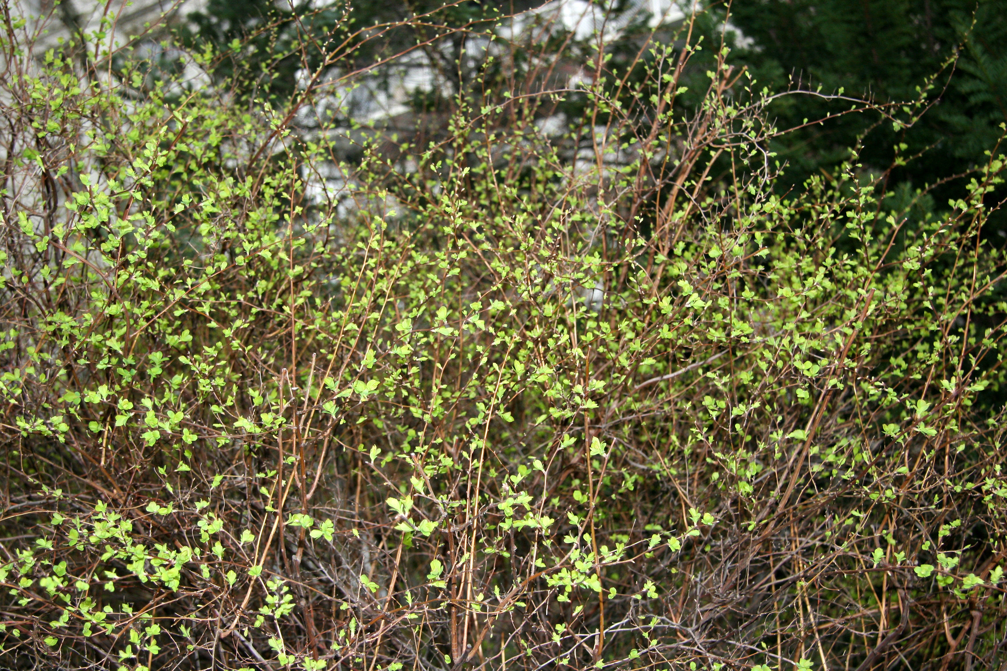 Spirea or Bridal Veil New Foliage