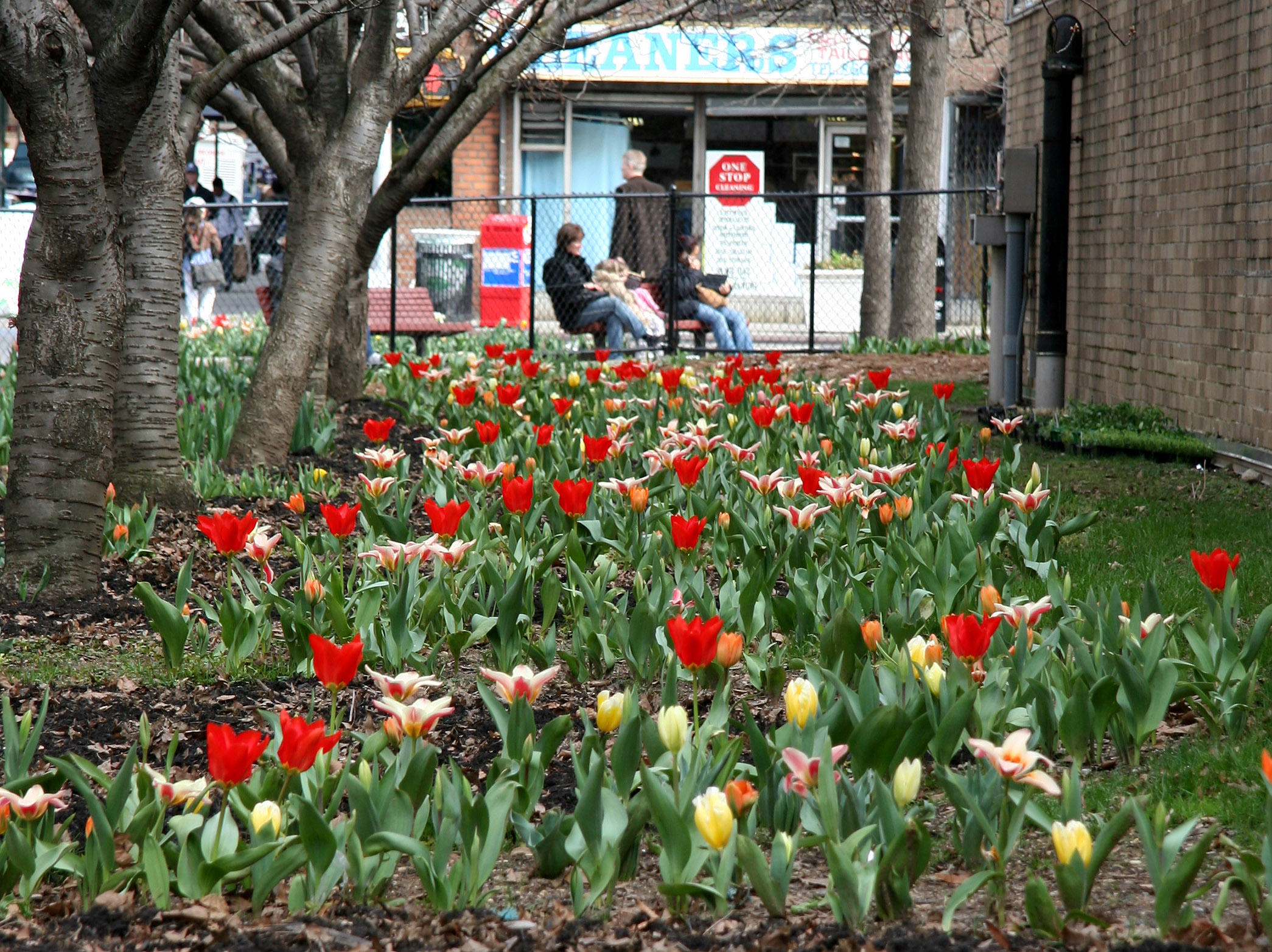 Tulip Garden