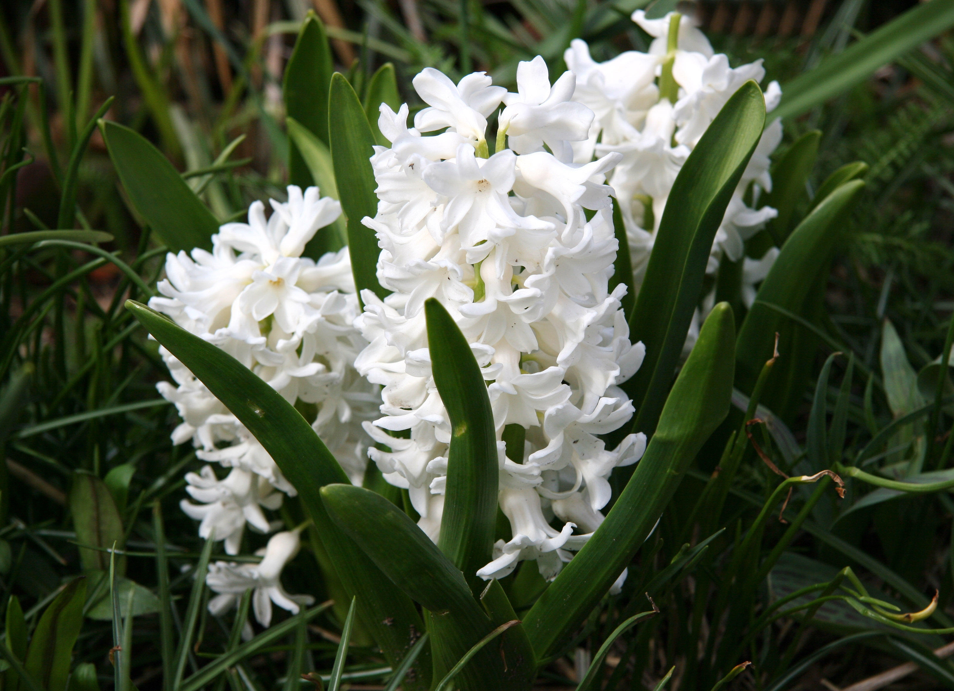 Hyacinths