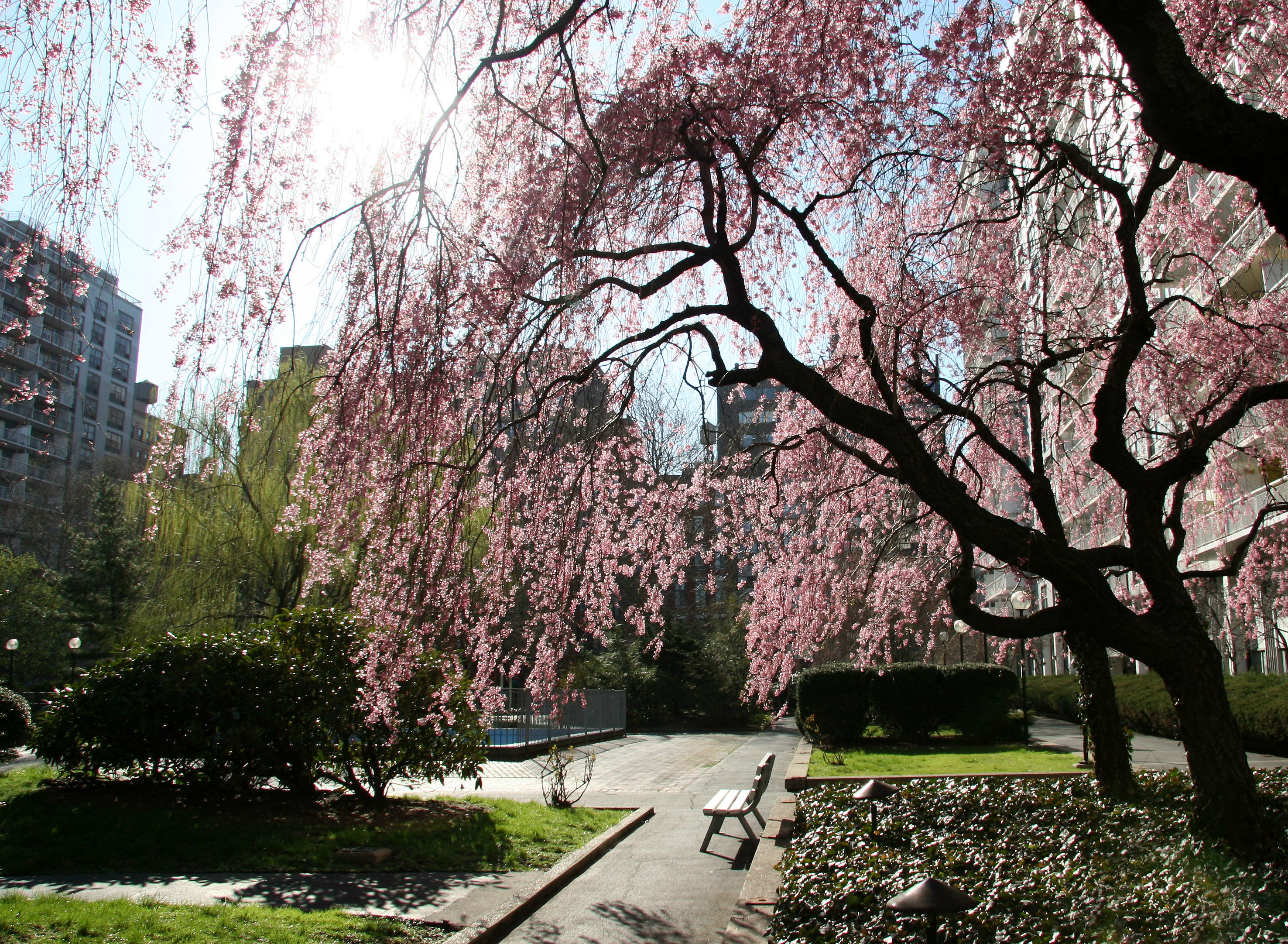 Garden View - Cherry Tree Blossoms