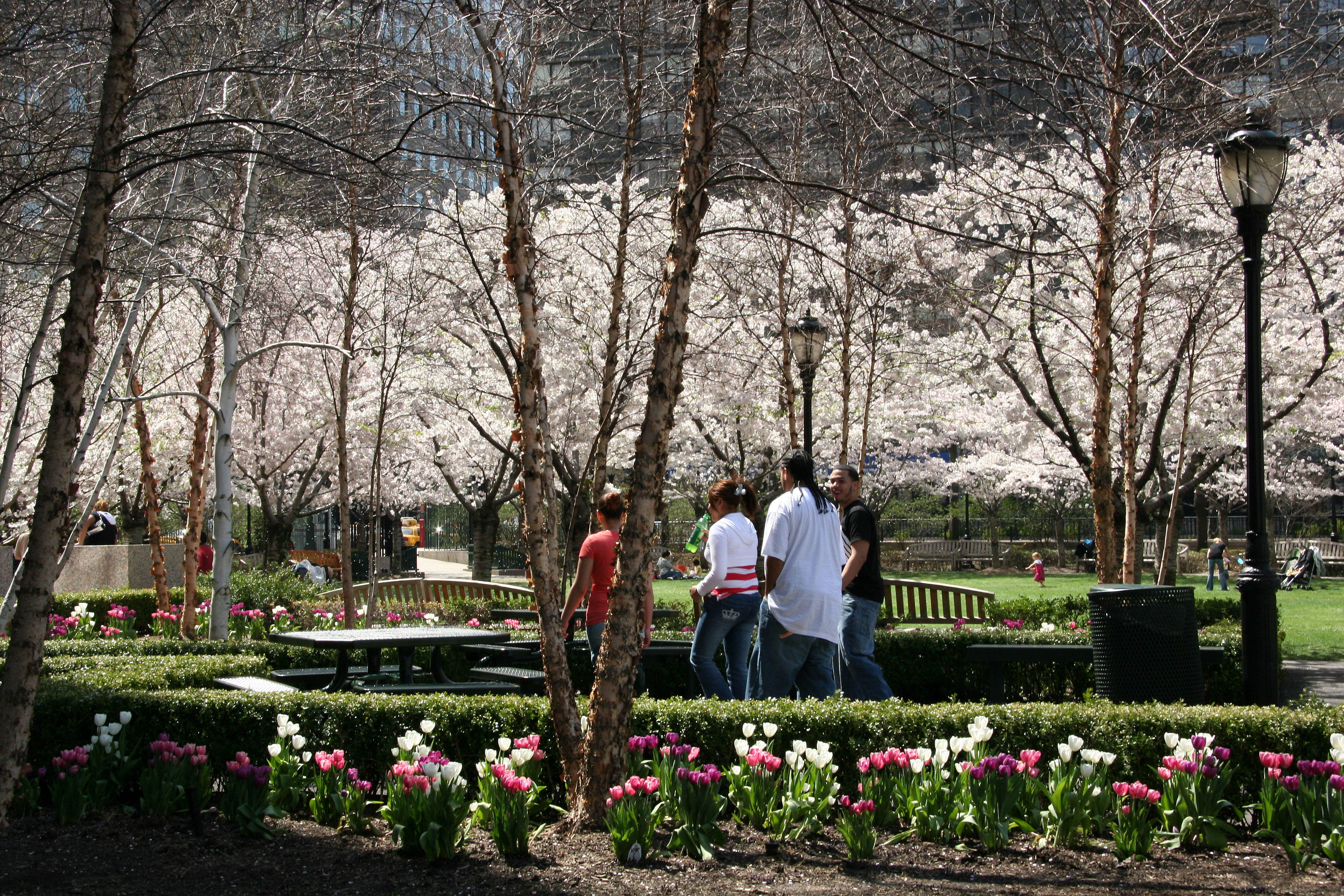 Cherry Tree & Tulip Garden at the Yacht  Basin