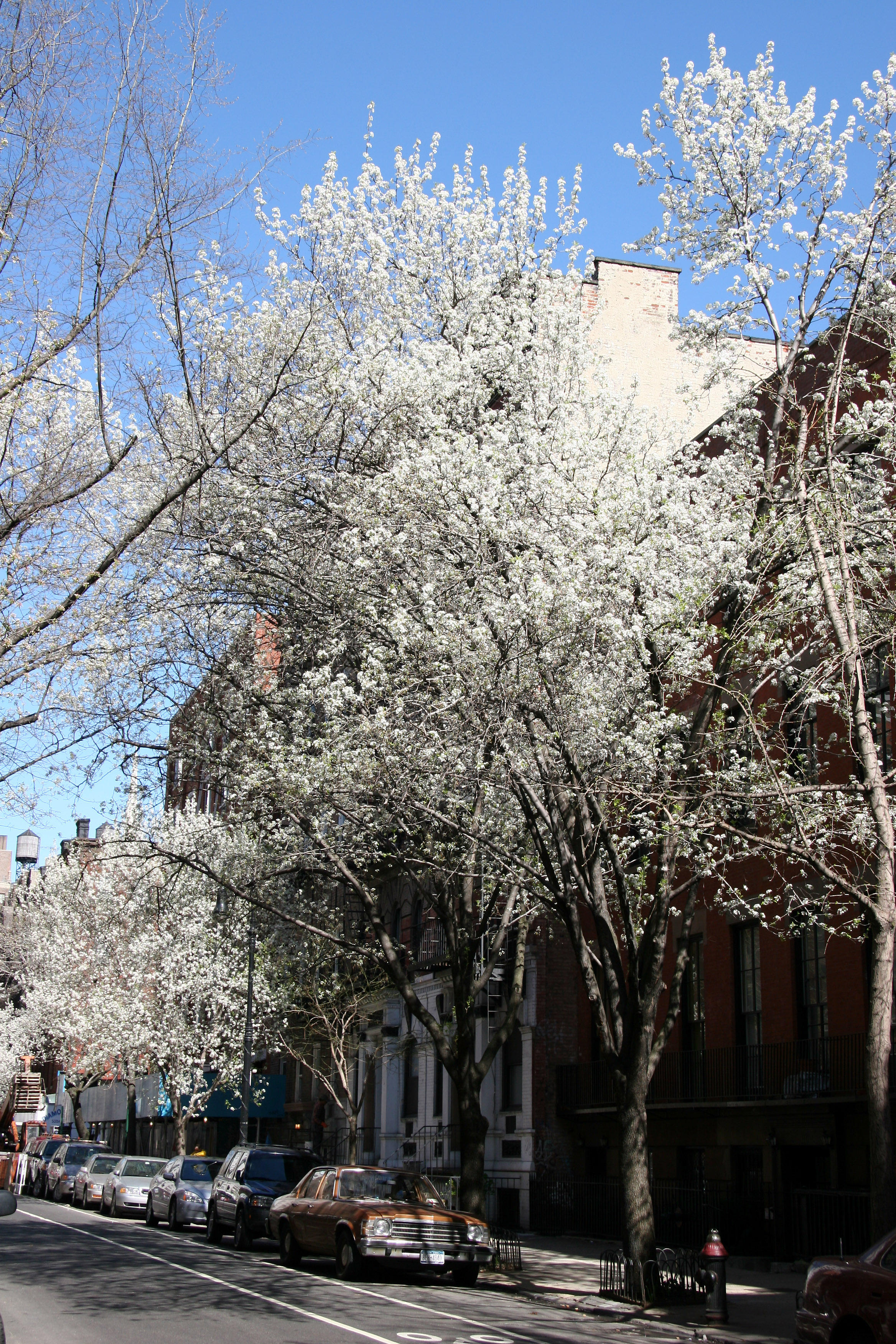 West View toward 3rd Avenue - Pear Trees in Bloom
