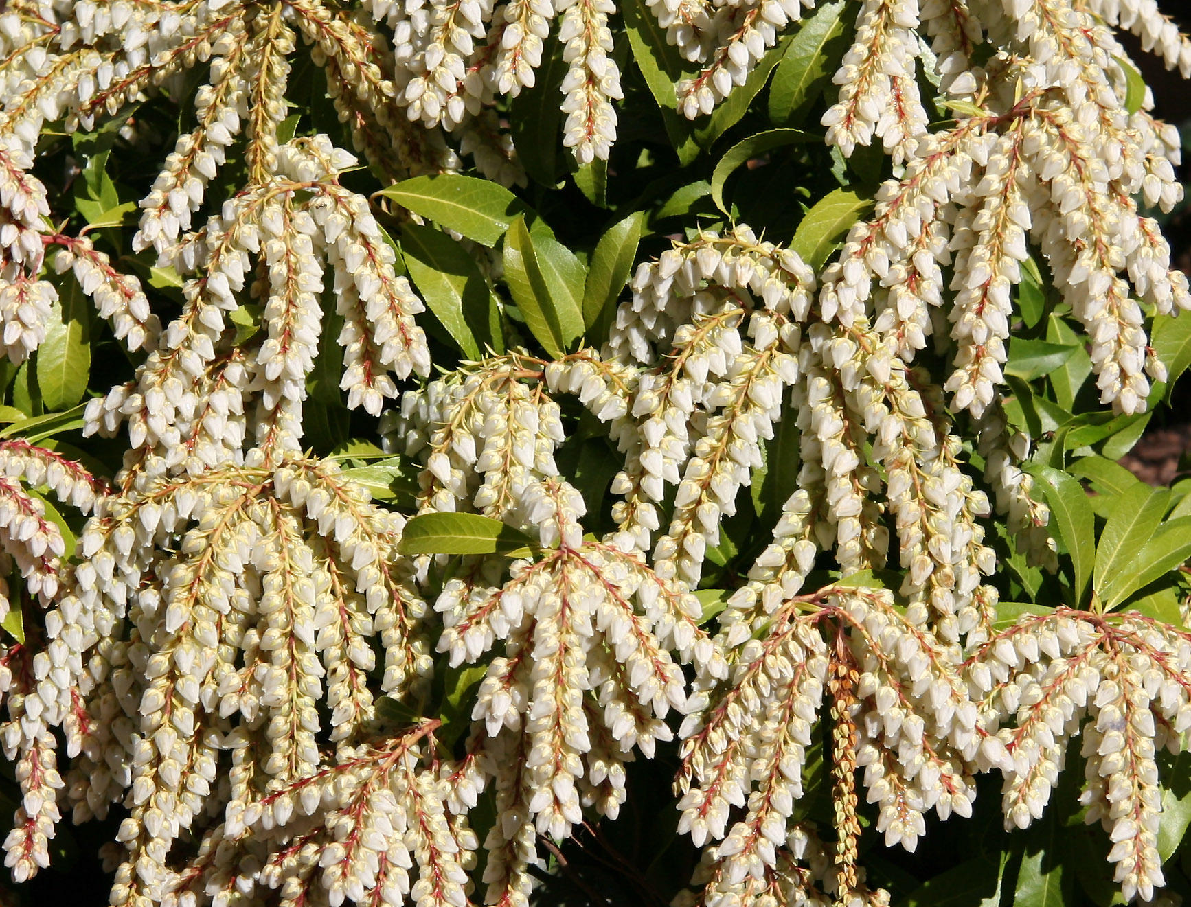 Pieris