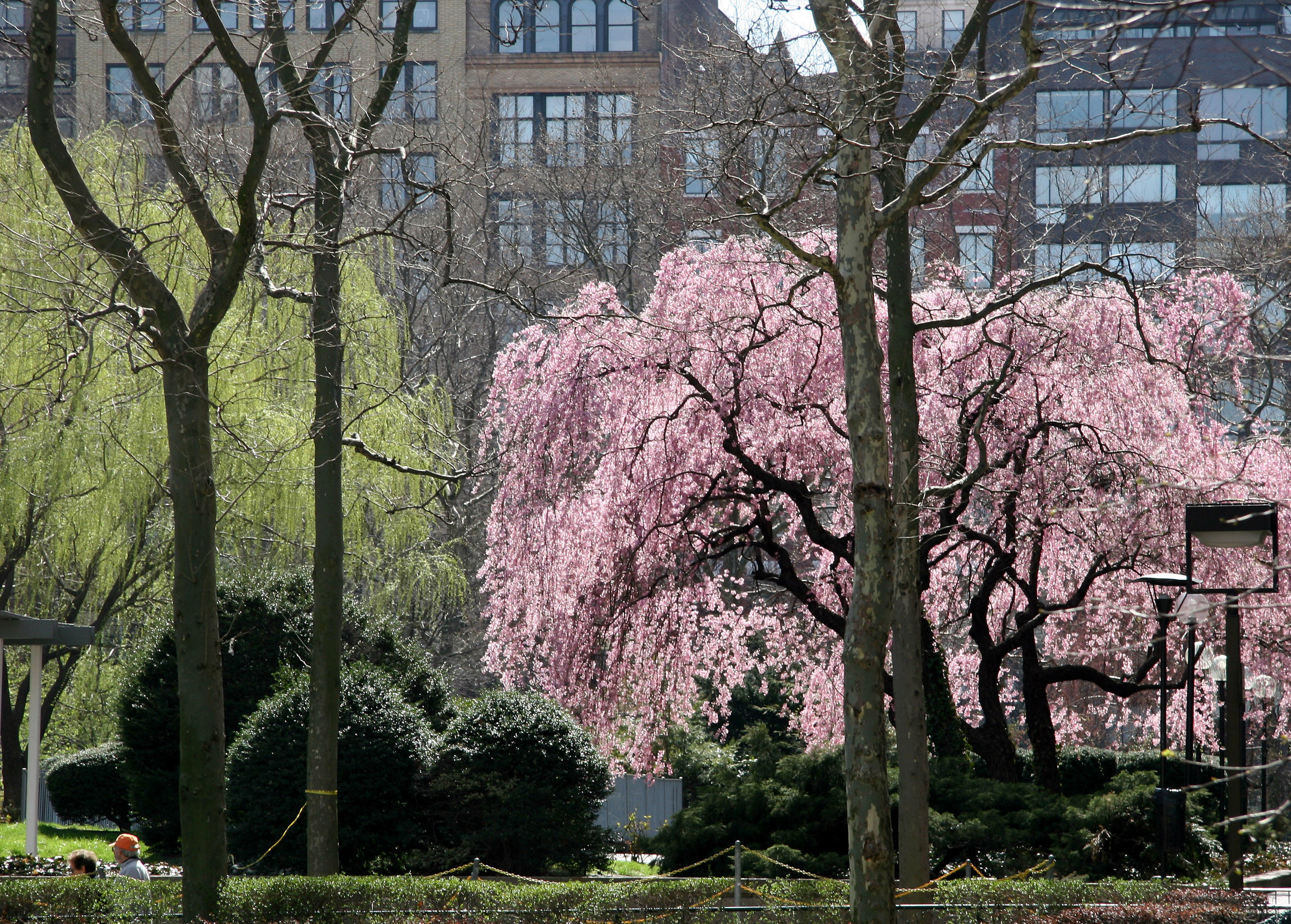 Cherry and Willow Trees