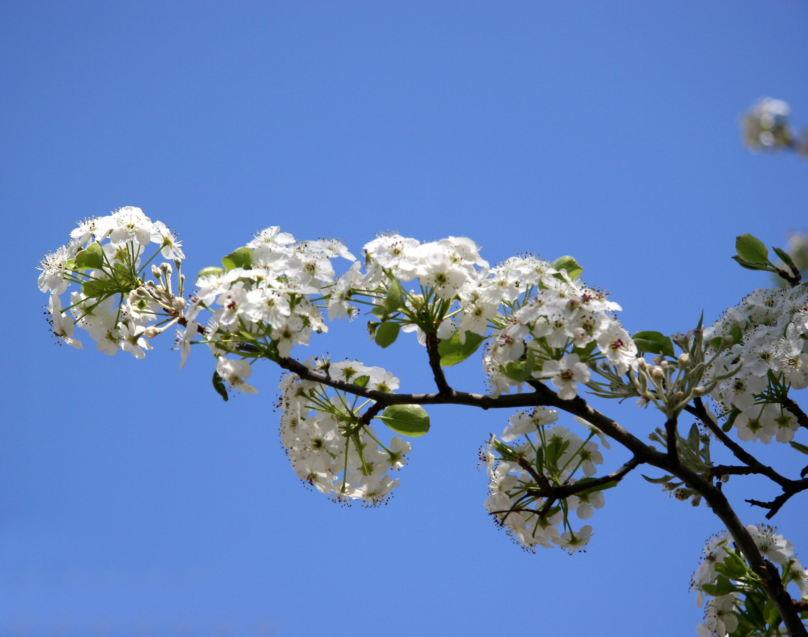 Pear Tree Blossoms