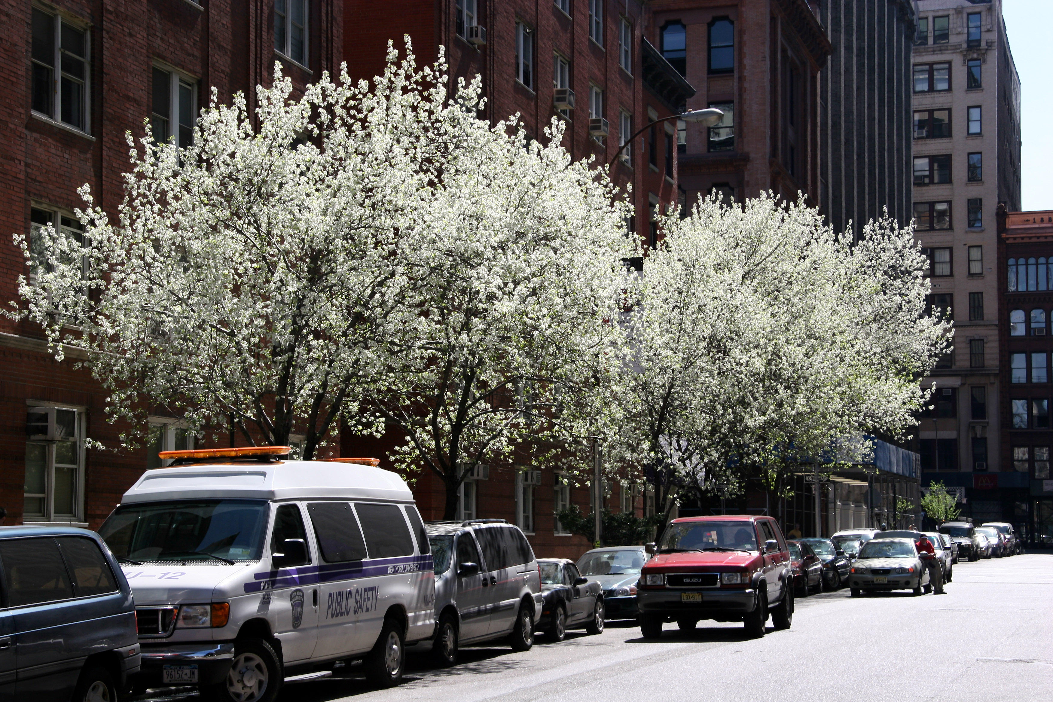 Pear Trees in Bloom