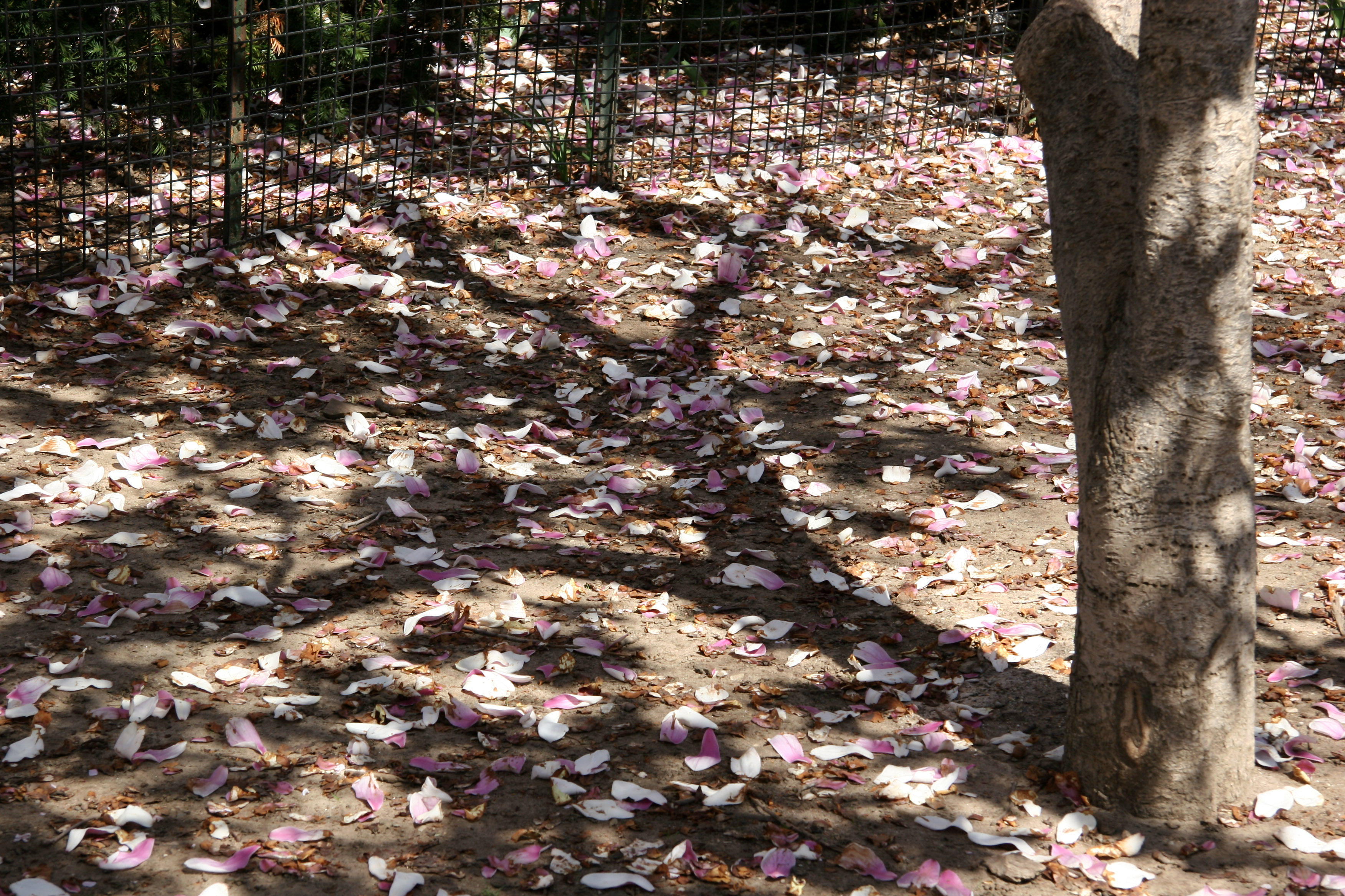 Fallen Magnolia Flower Petals