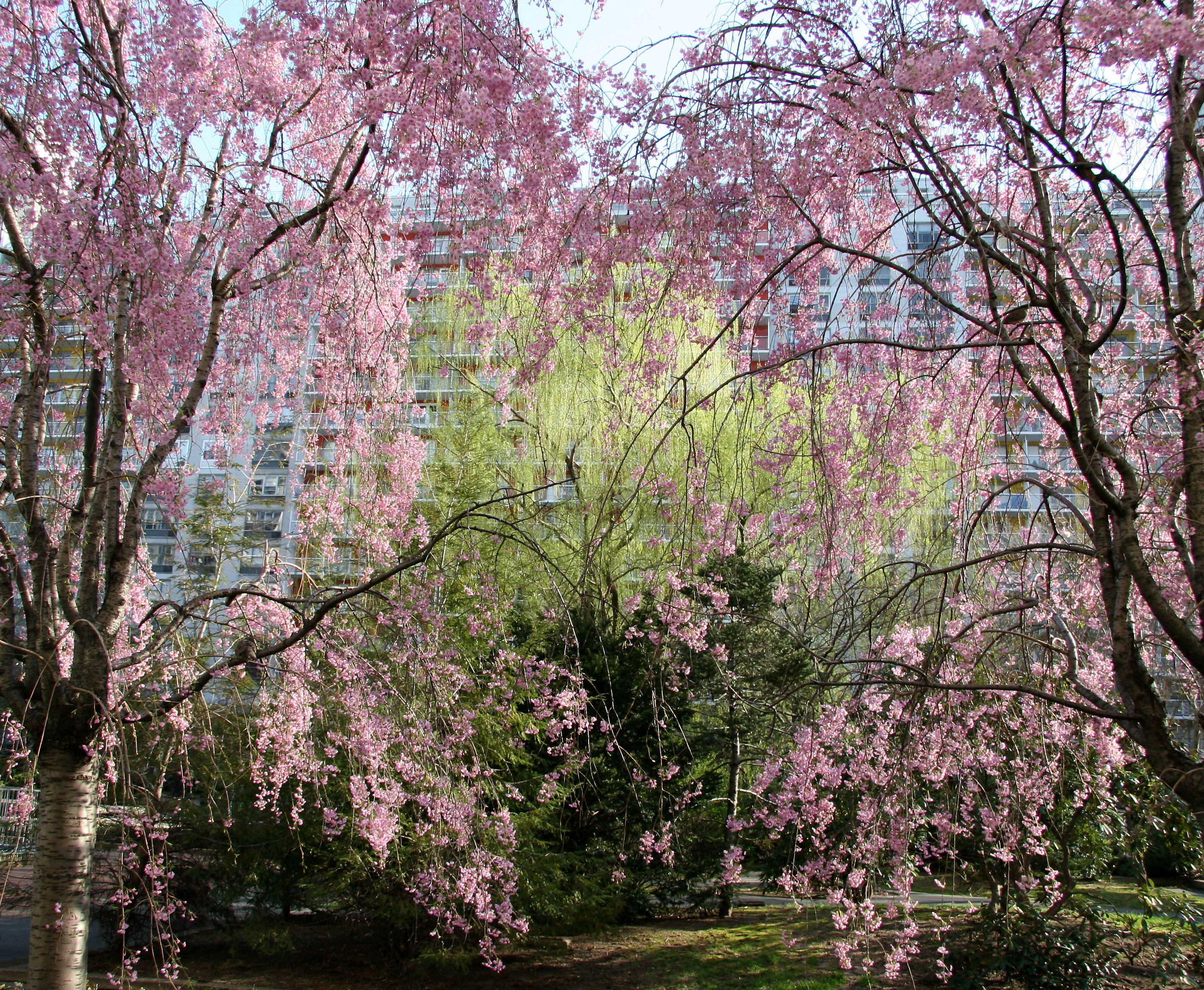 Cherry Tree Blossoms, Willow & Pine Trees