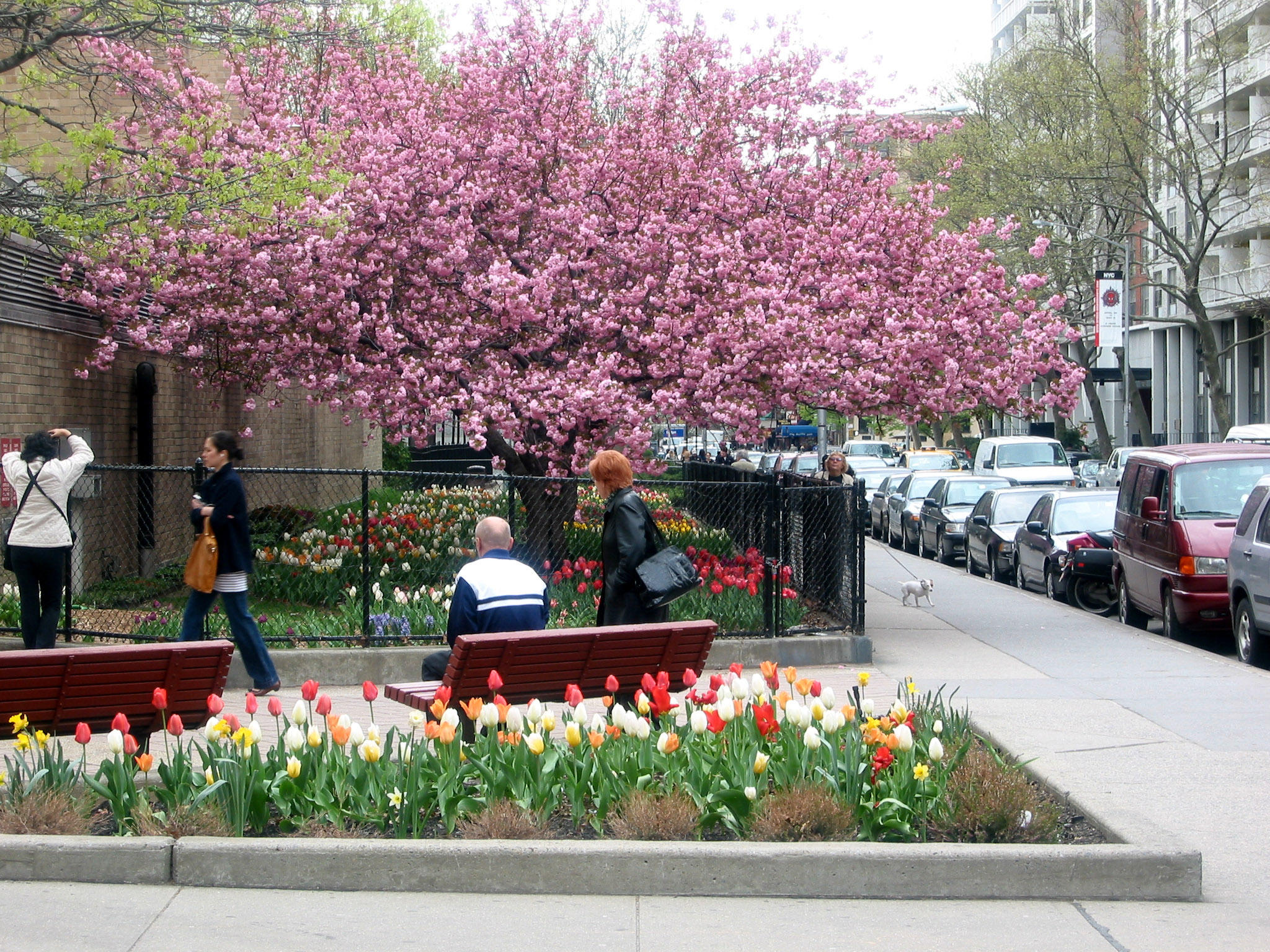 Tulip & Cherry Tree Gardens at Bleecker & Mercer Streets