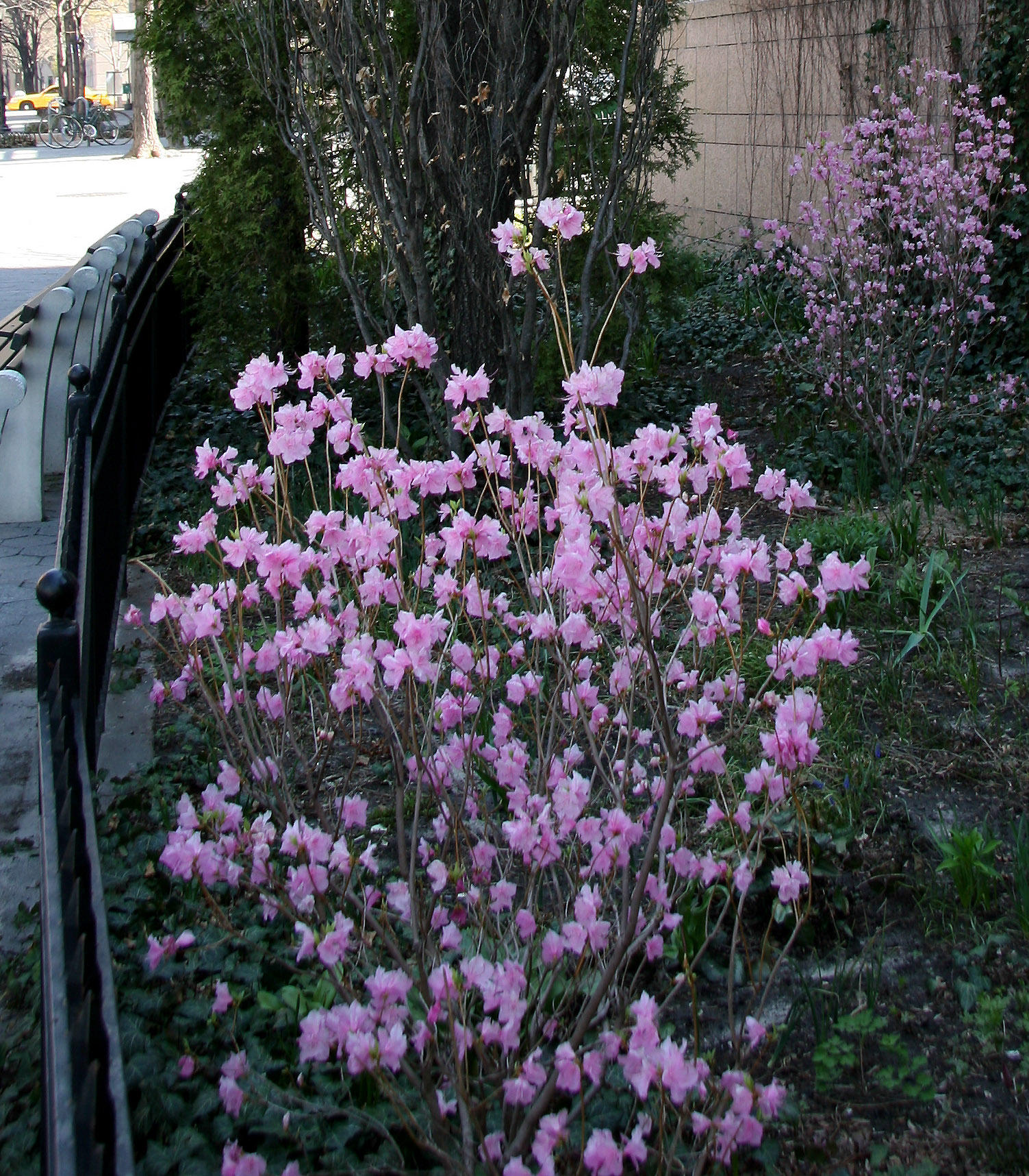 Azaleas