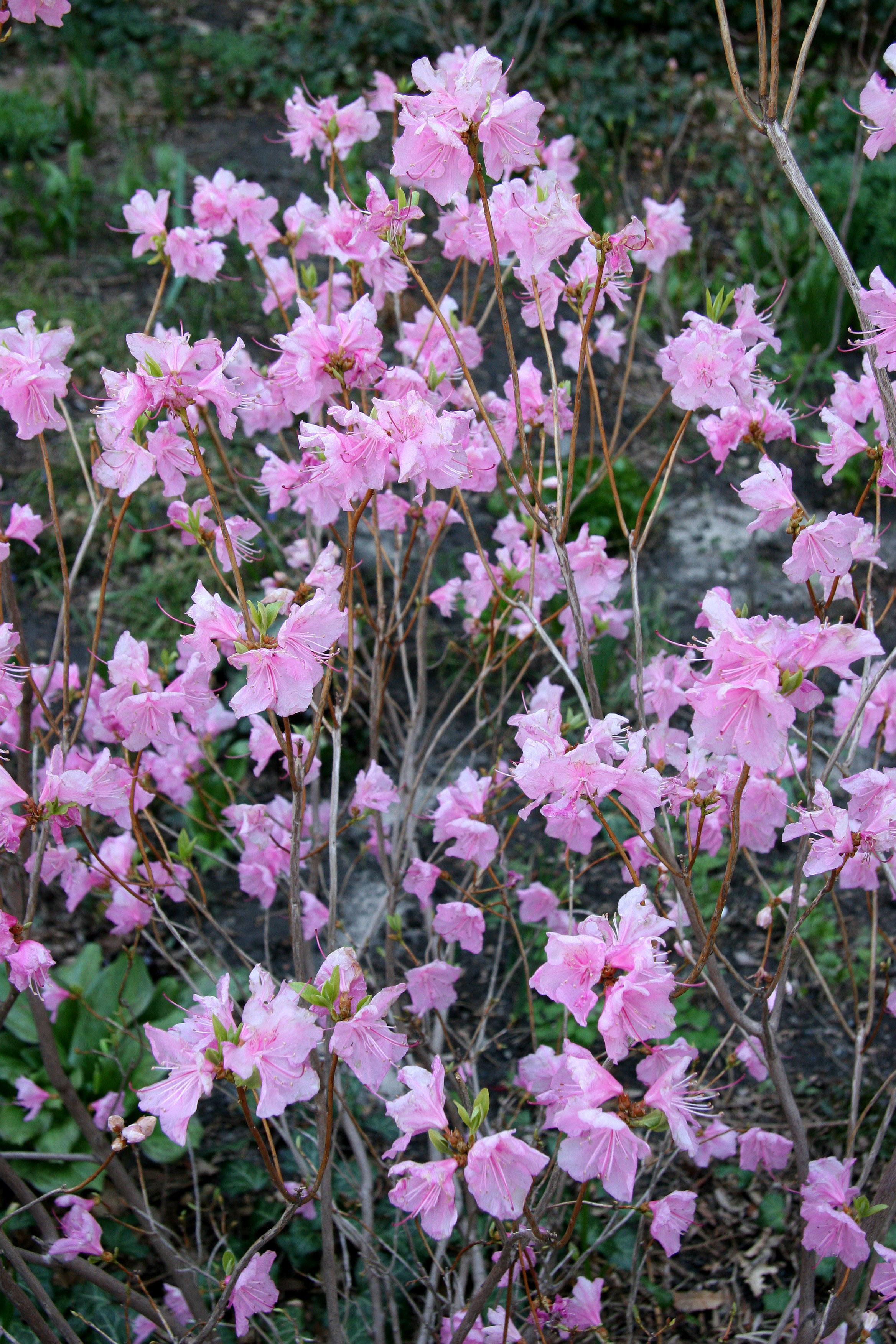 Azaleas