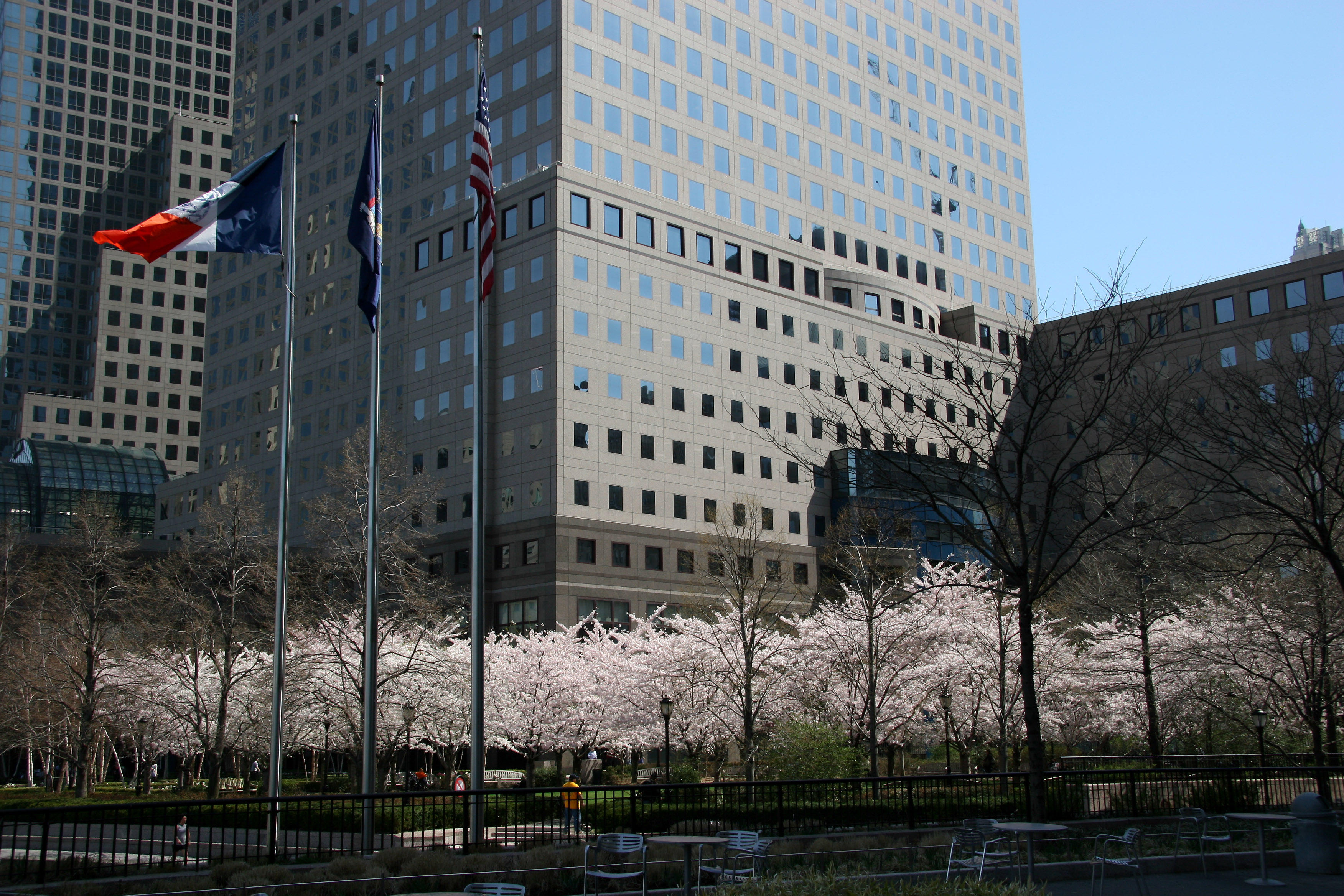 Cherry Trees at the Yacht Basin Garden