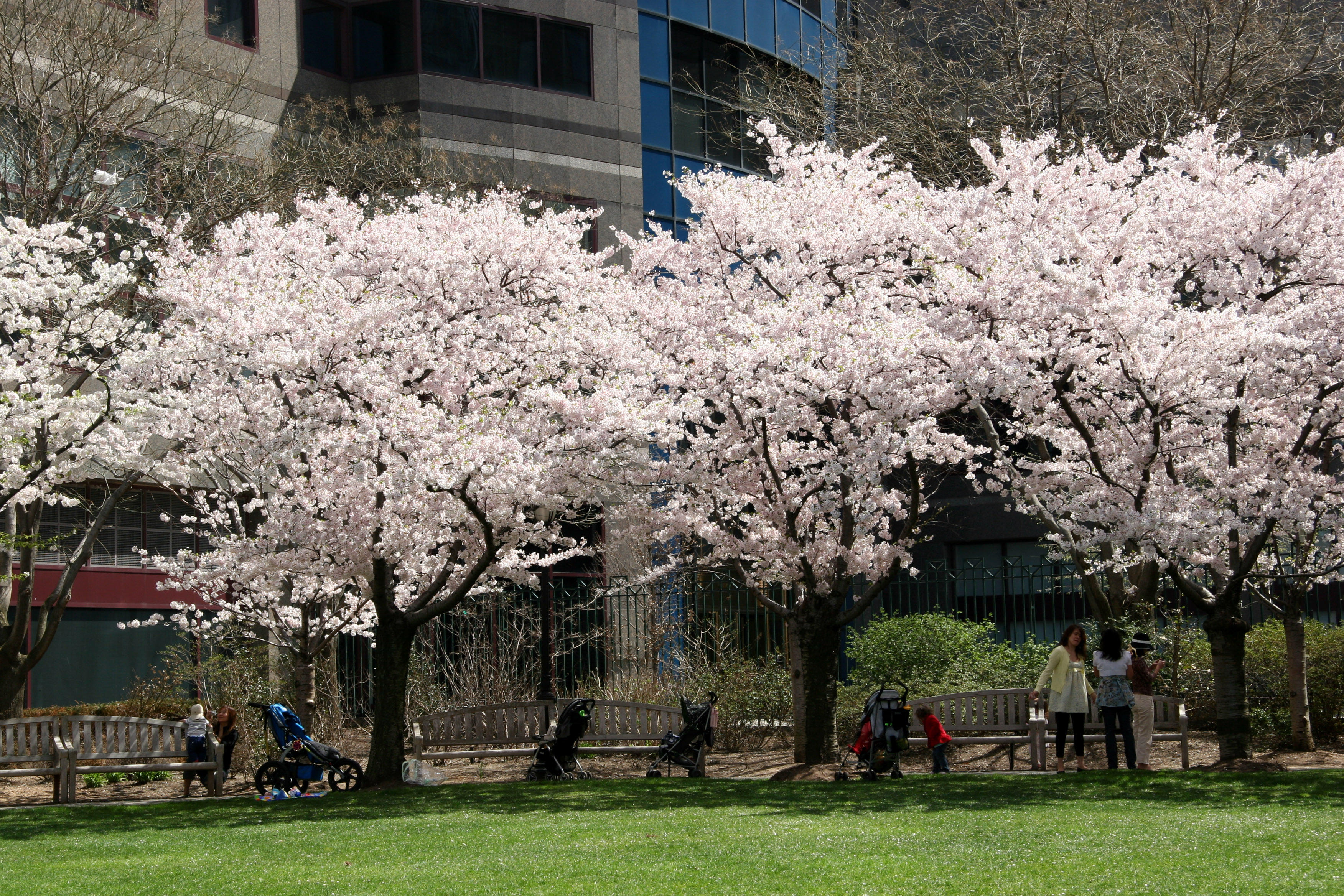 Cherry Trees at the Yacht Basin Garden