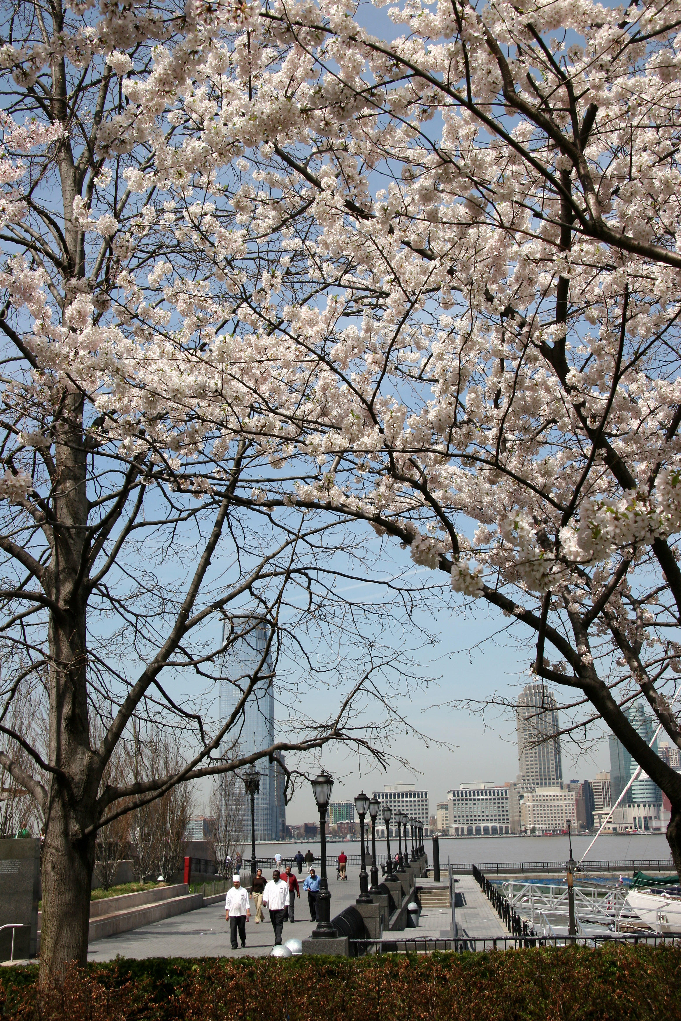Cherry Trees at the Yacht Basin Garden