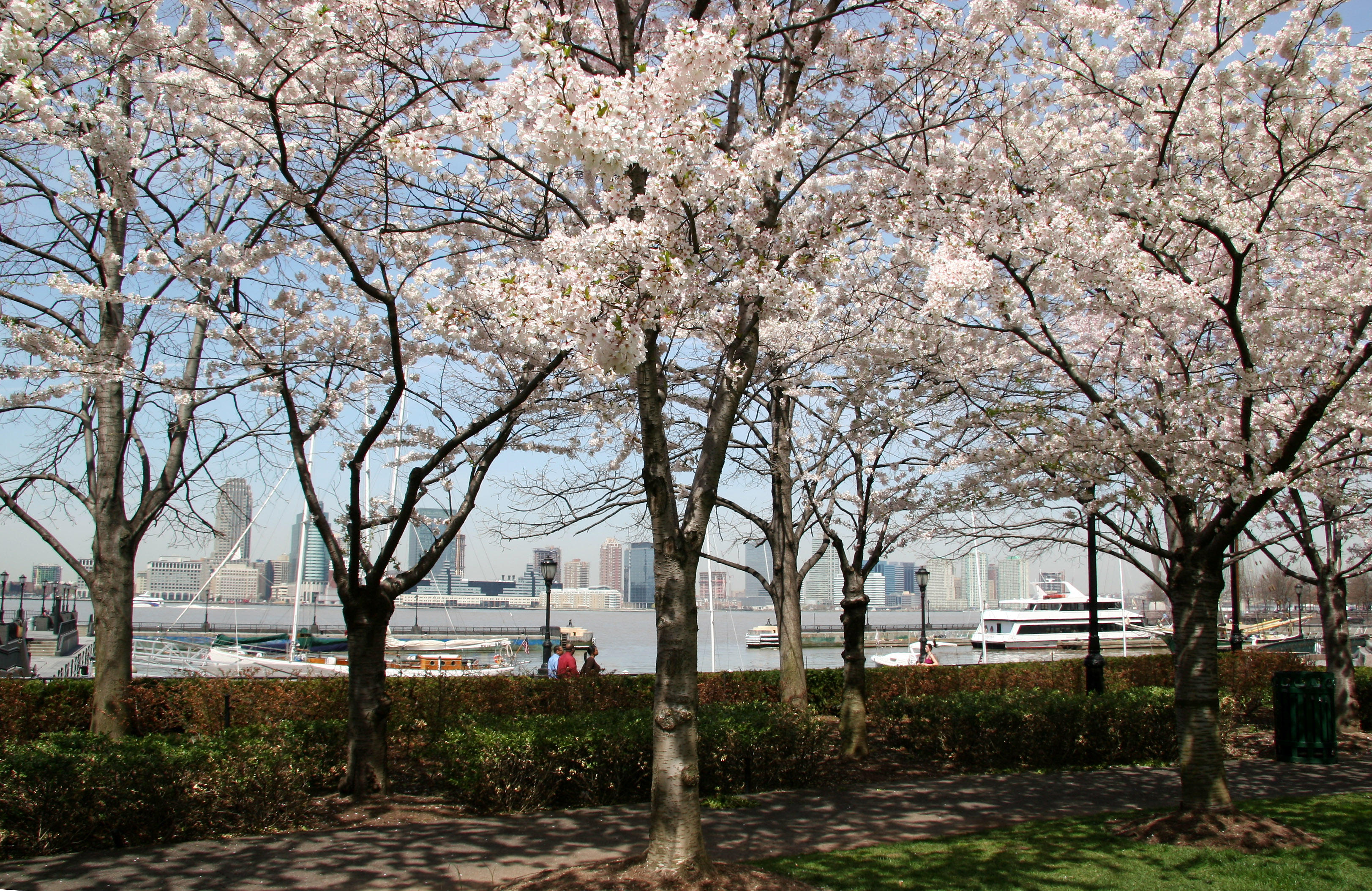 Cherry Trees at the Yacht Basin Garden